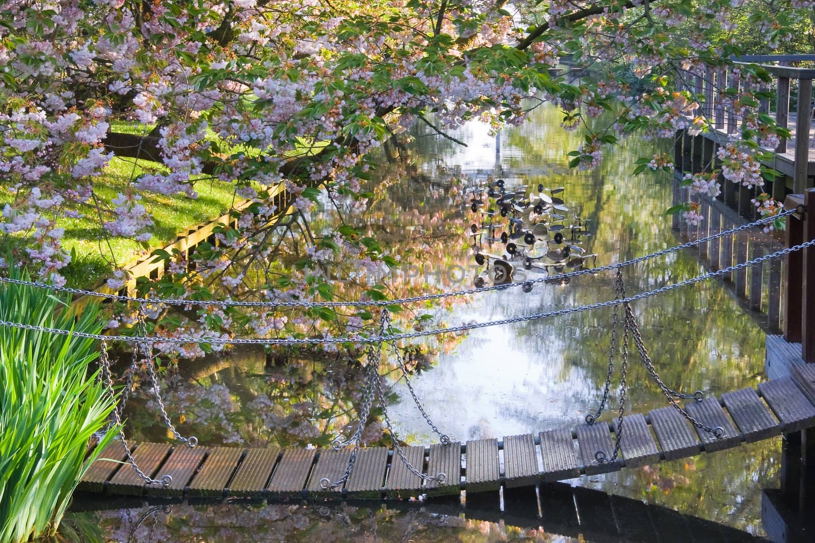 Suspense bridge and cherry trees by Colette