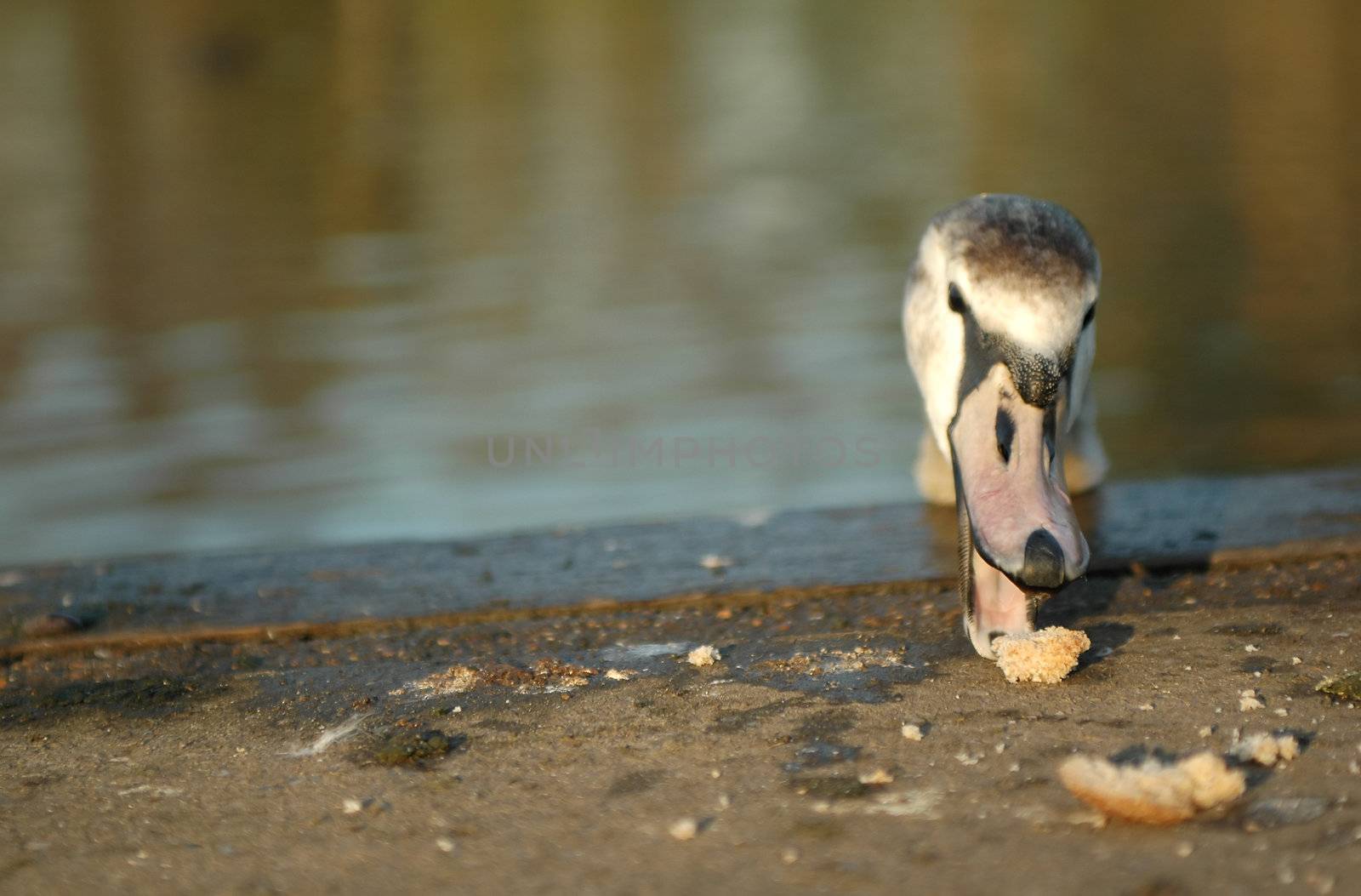 young swan grabbing at bread crumbs