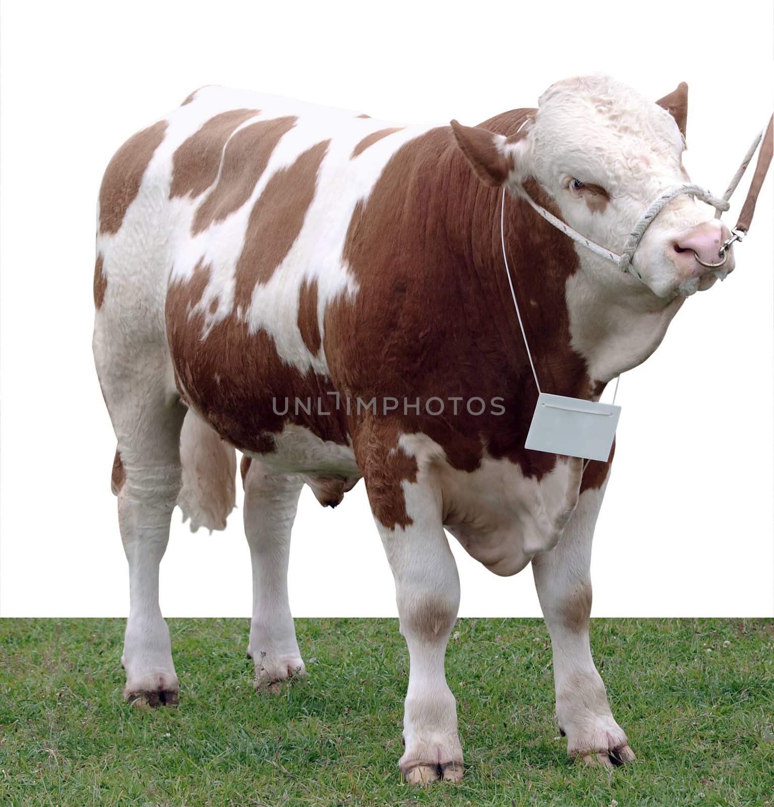 Simmental Bull isolated with clipping Path      