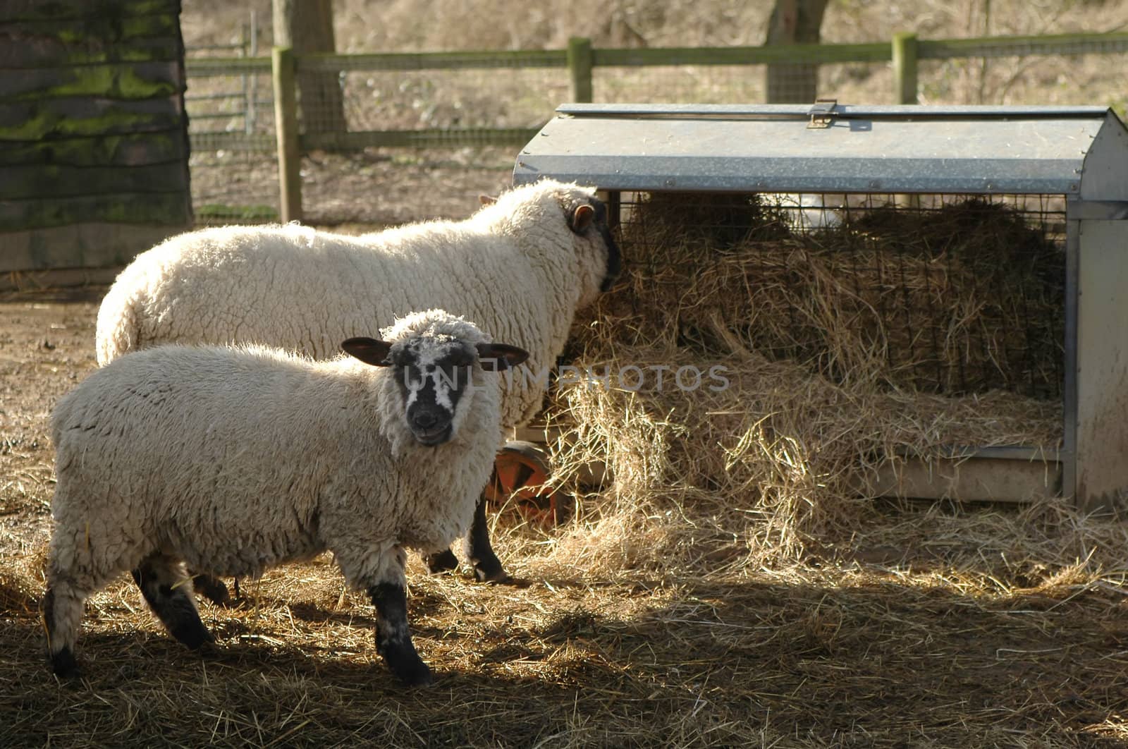 sheep feeding from farmyard trough