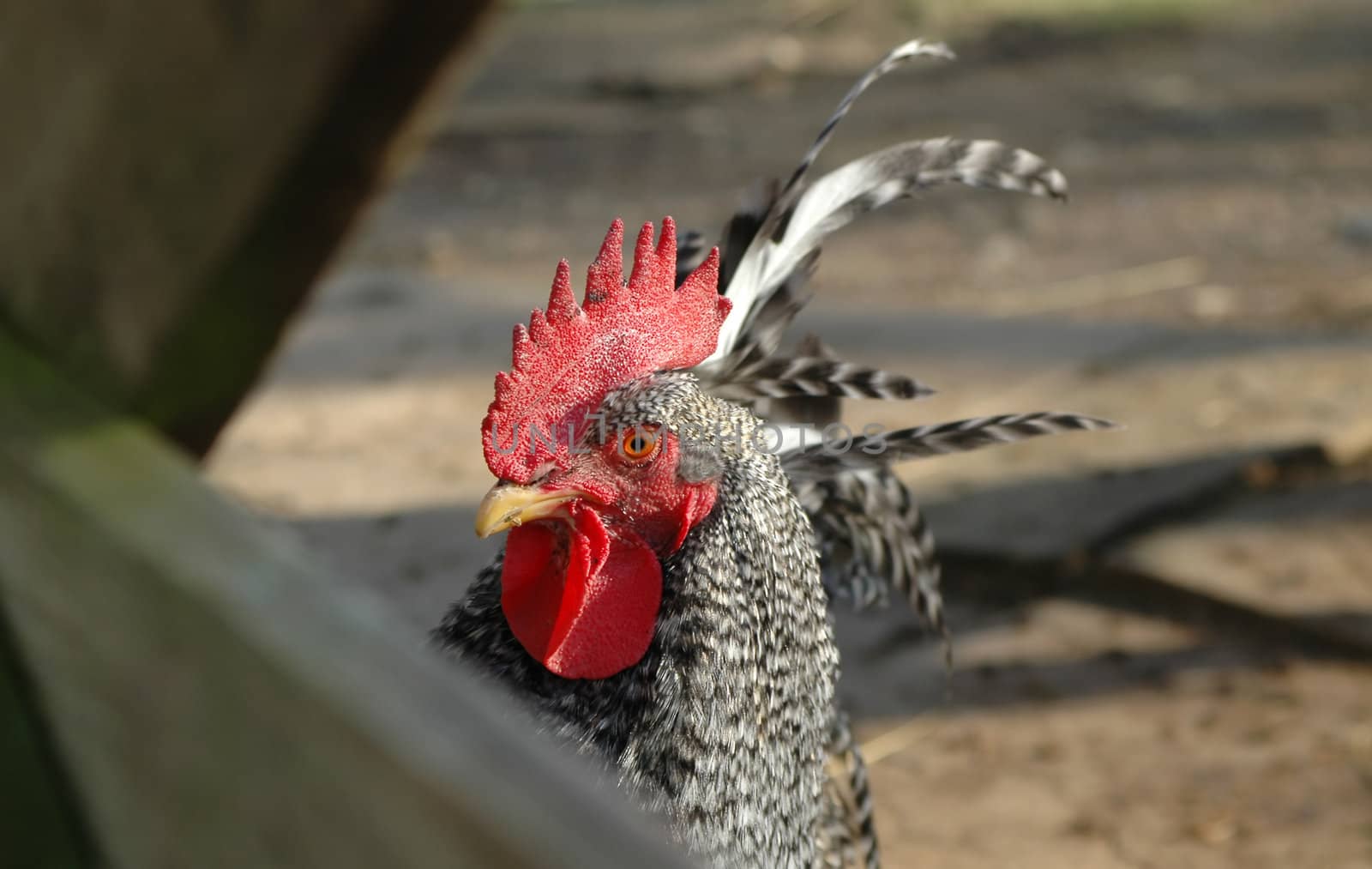 farmyard rooster by nelsonart