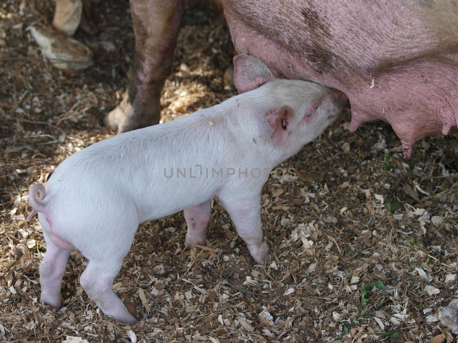 Small White piglet suckling         