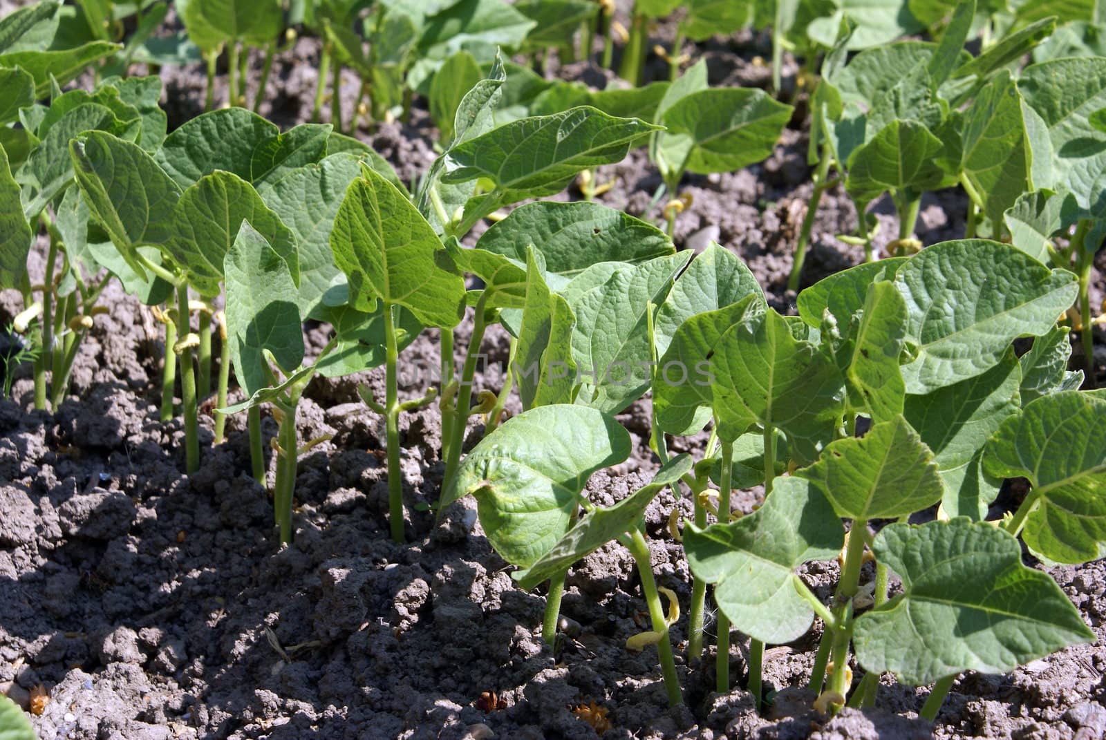 Closeup shot of a green bean plants growing on a field.