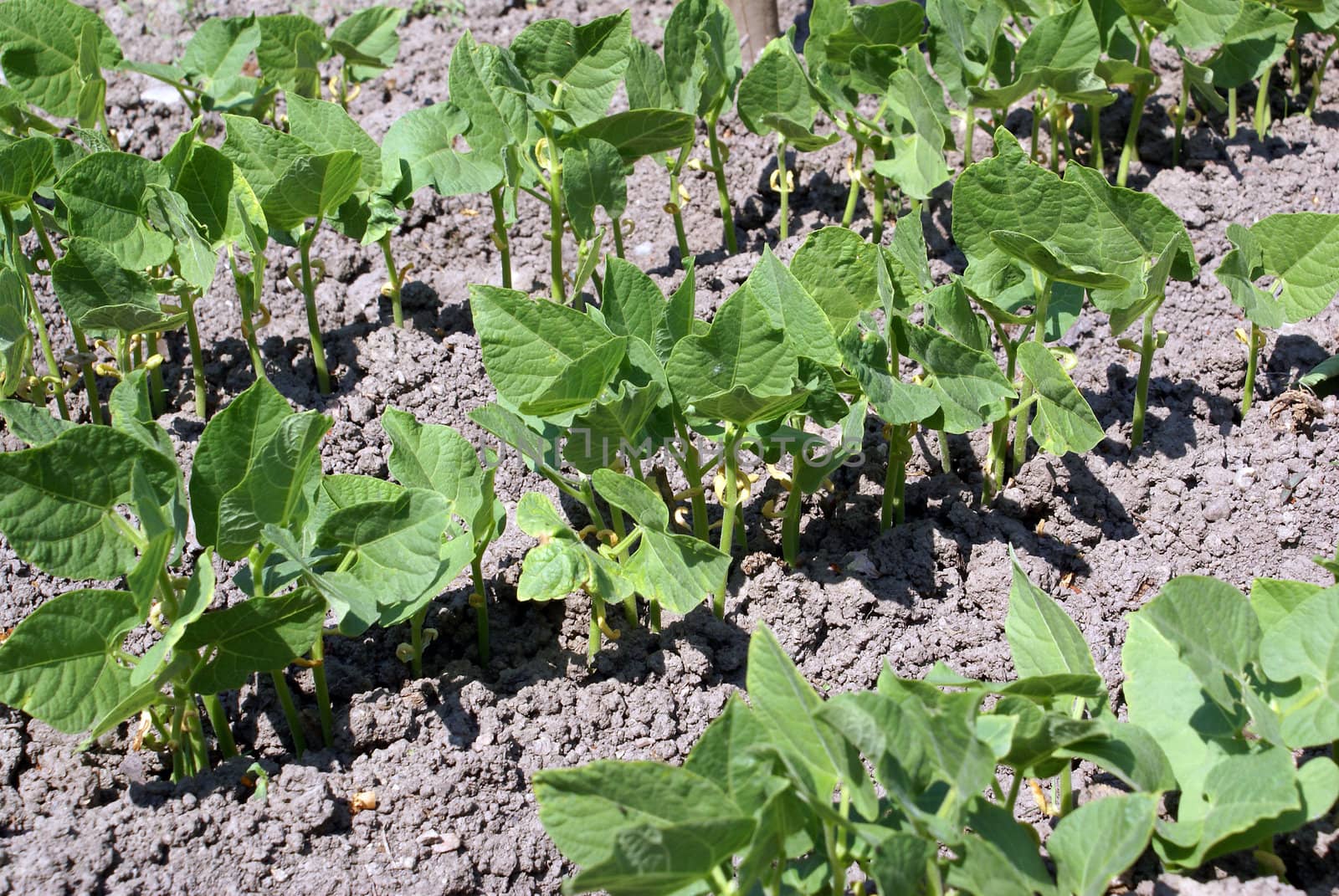 Closeup shot of a green bean plants growing on a field.