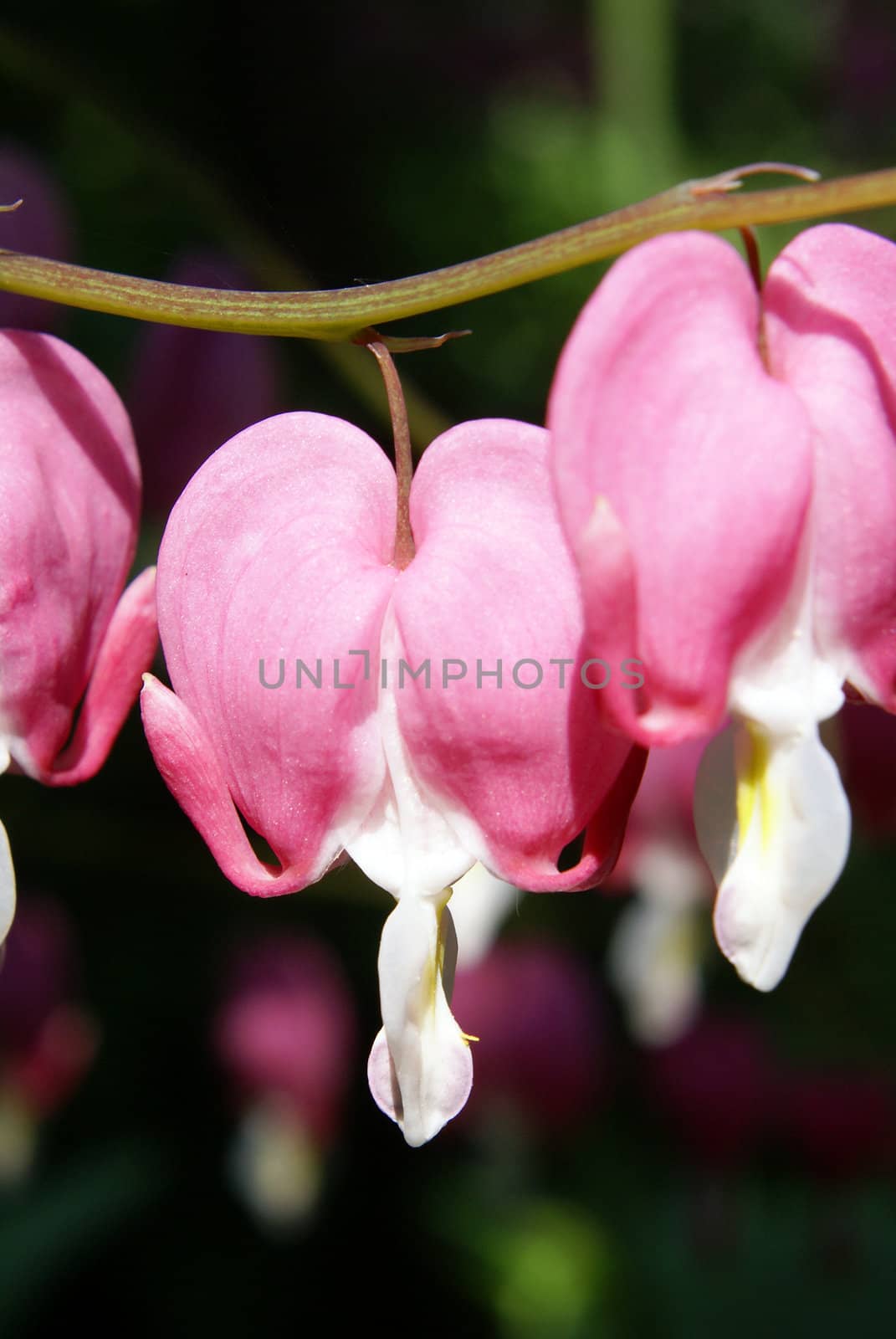 Closeup shot of a bleeding heart flower.