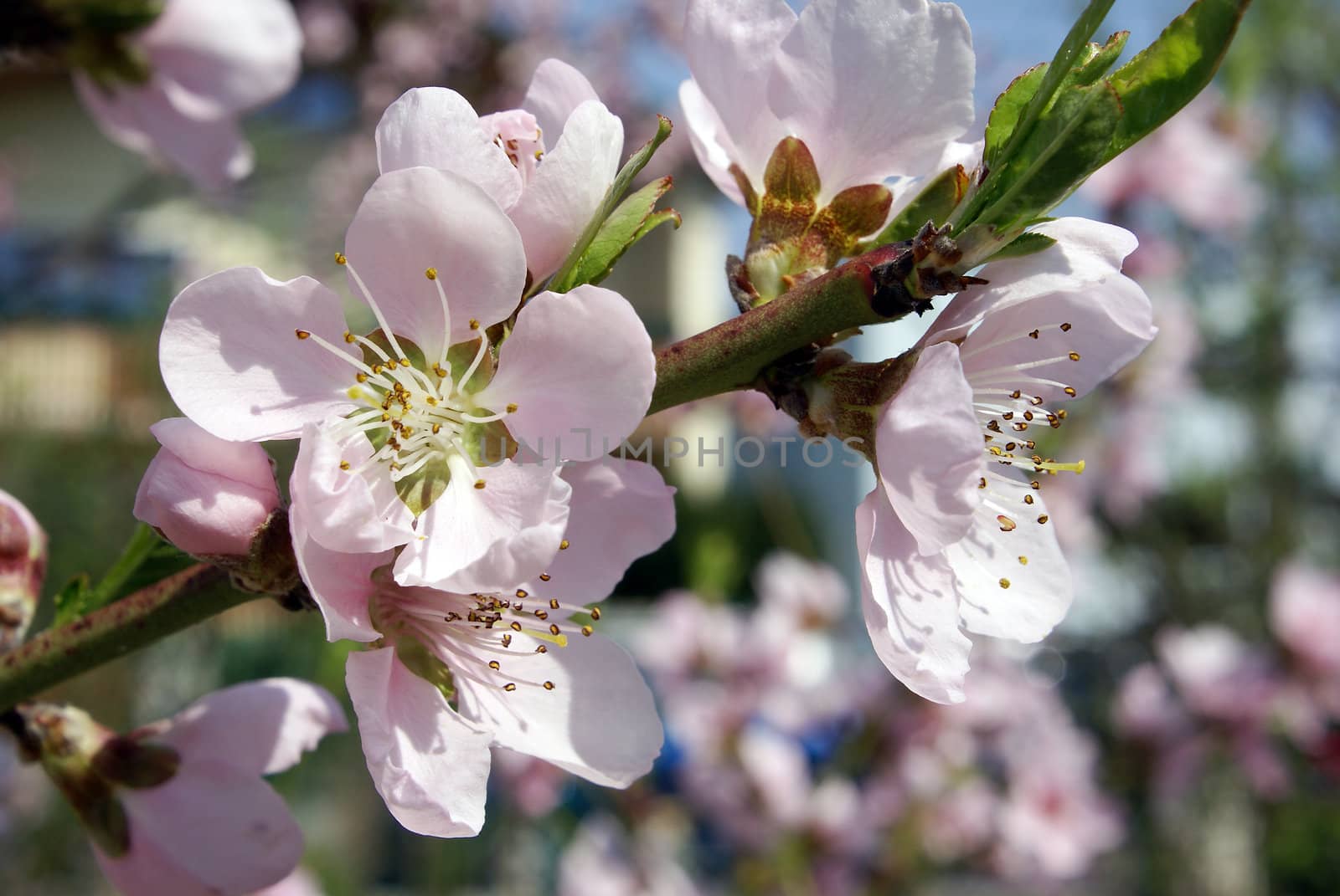 Closeup shot of beautiful tender peach blossoms.