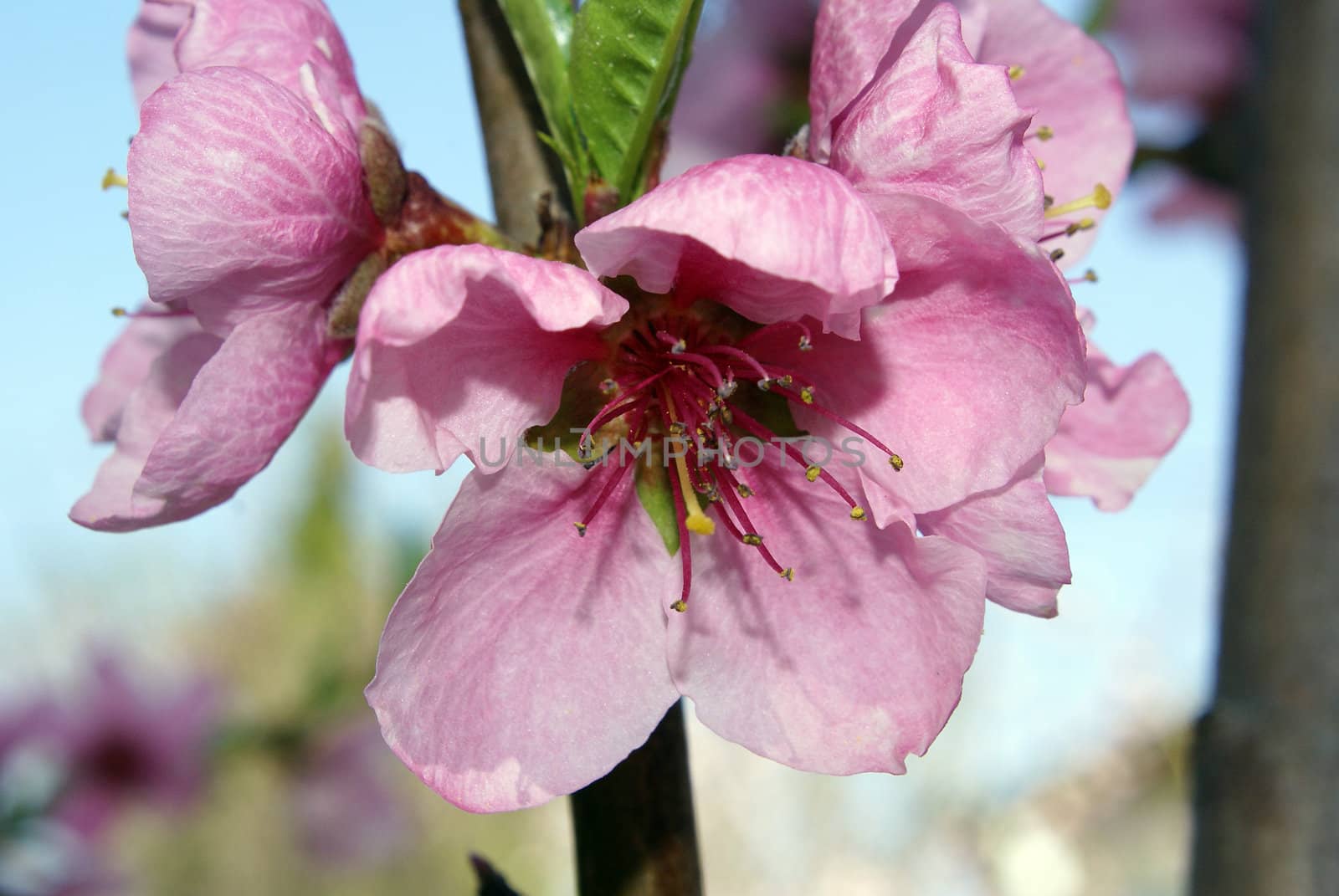 Closeup shot of beautiful tender peach blossoms.