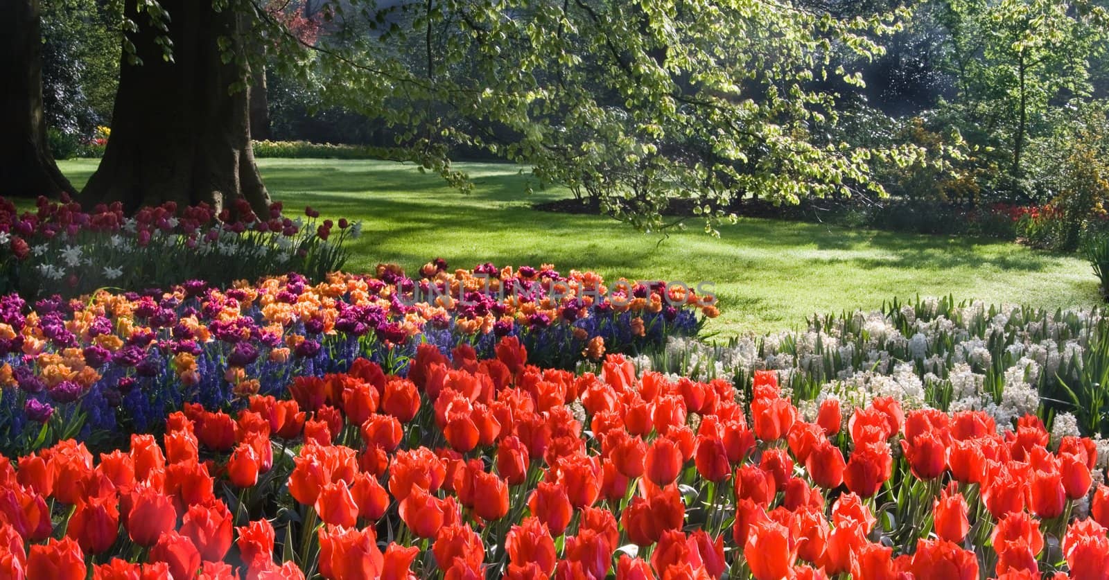 Tulips and hyacinths under beech tree on april morning in spring