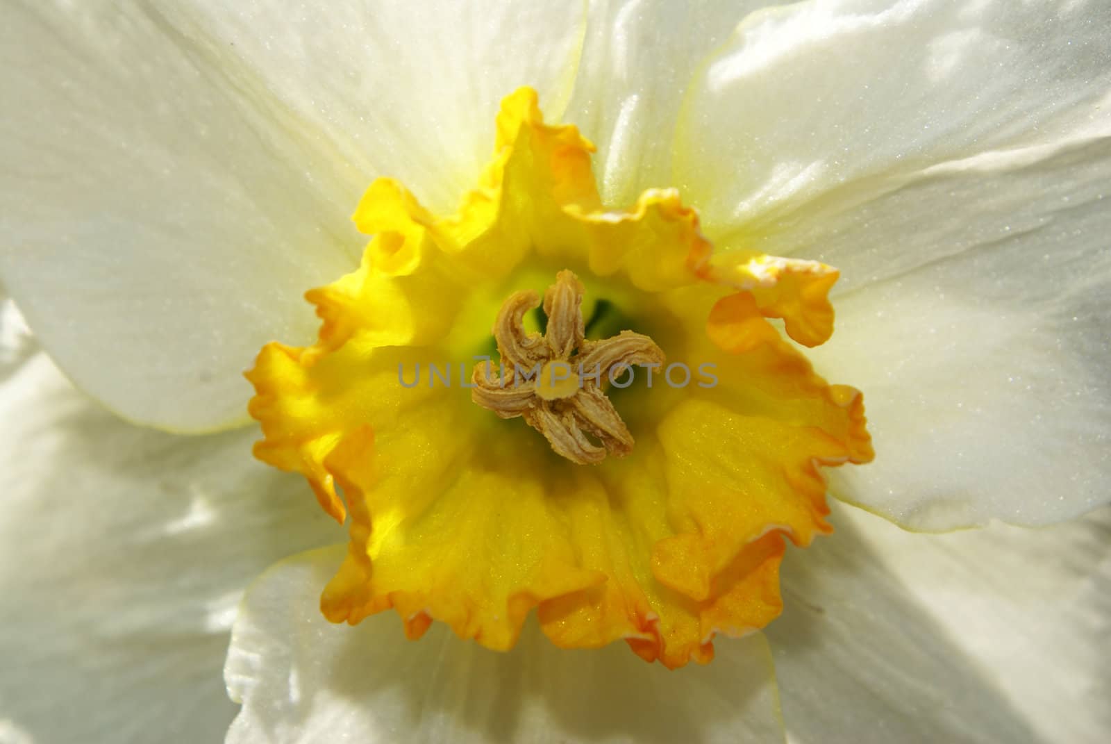 A closeup shot of a white narcissus.