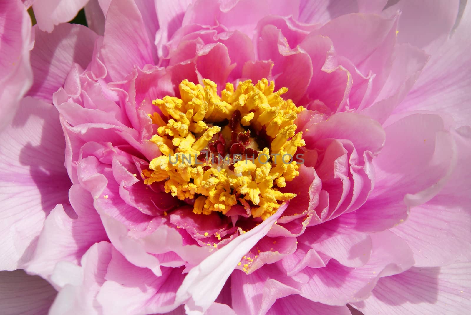 A closeup shot of a beautiful peony.