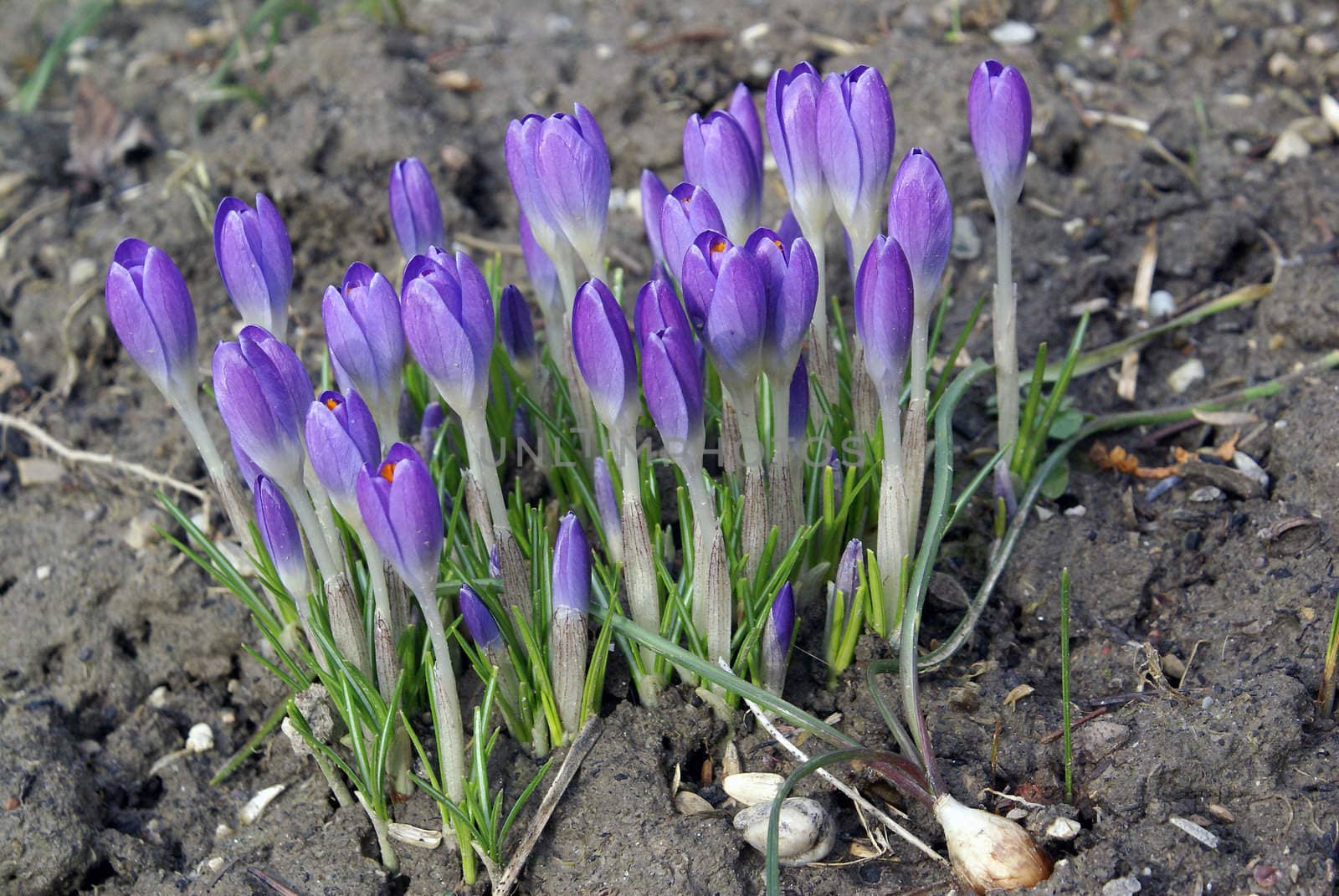 Closeup shot of purple crocus flowers.