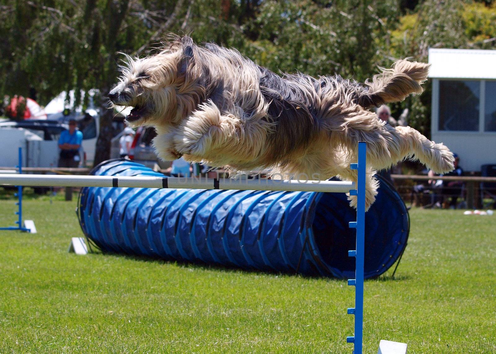 Shaggy Wet Bearded Collie Over an agiity jump

      