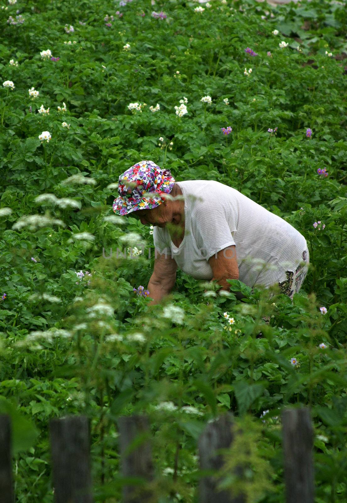 The elderly woman in a kitchen garden