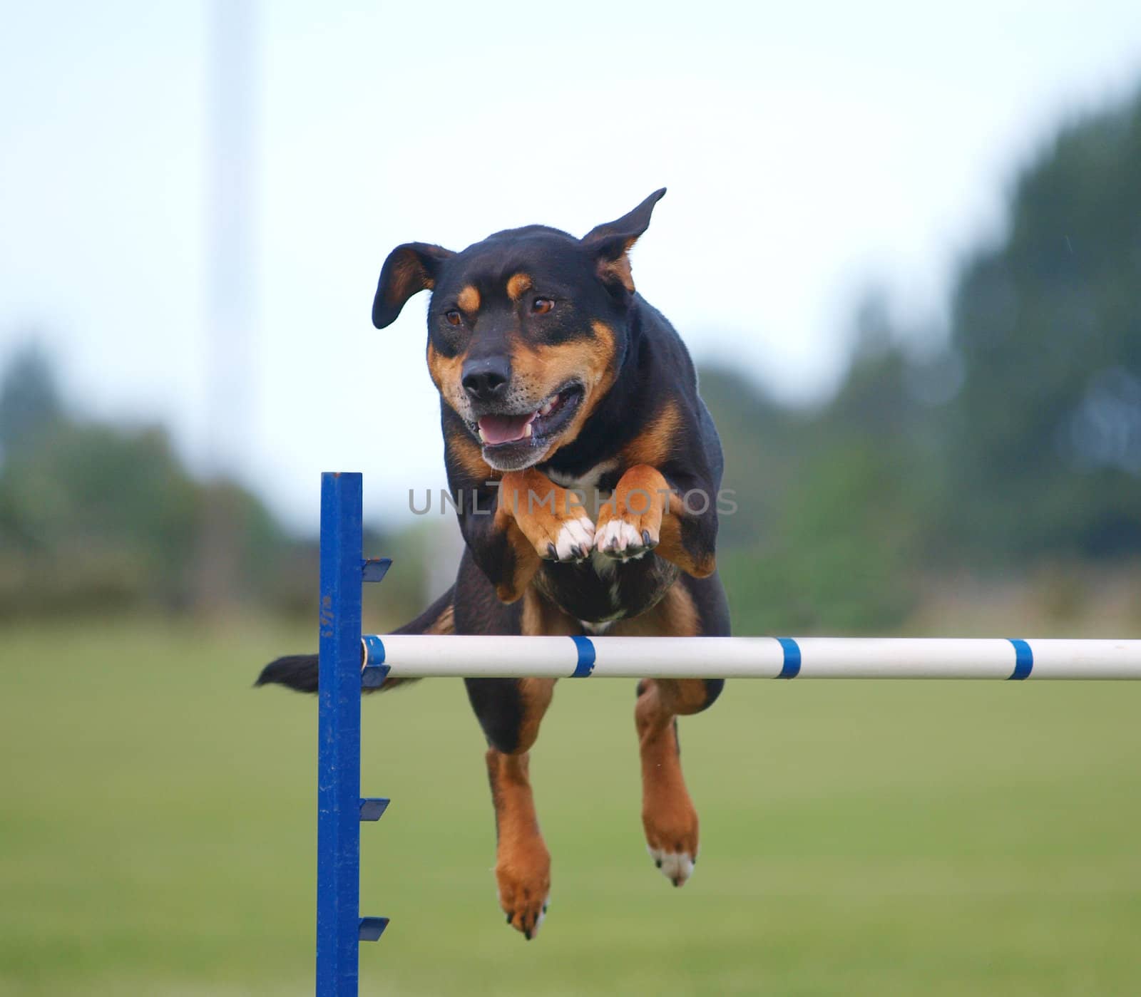 New Zealand Huntaway Competing in an agility event       