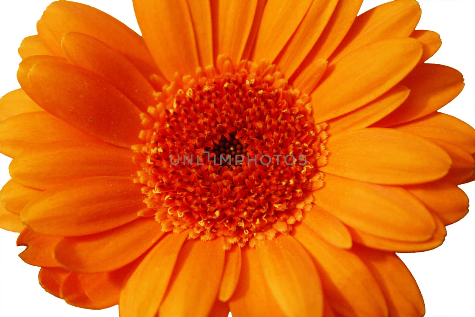A closeup shot of an isolated gerbera flower in front of a white background.