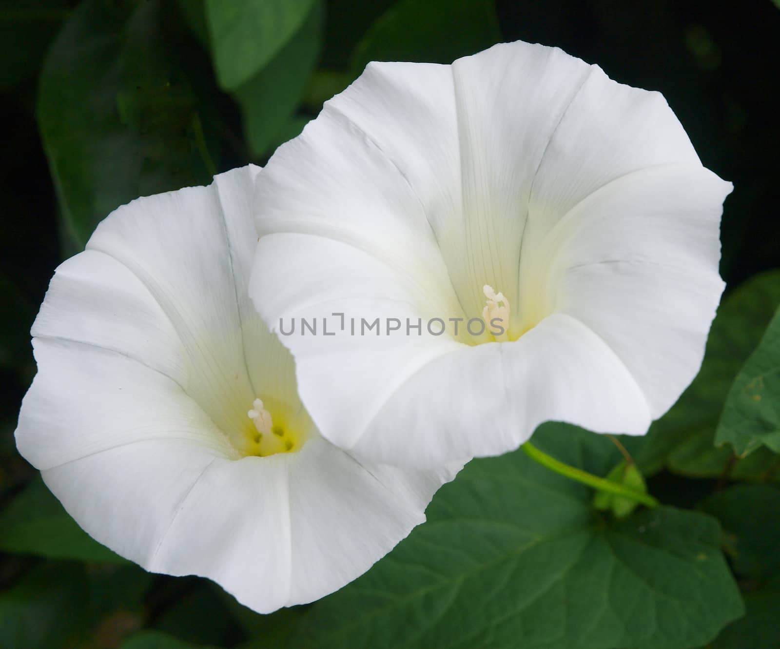 Calystegia silvatica (convolvulus) against its dark green Leaves      