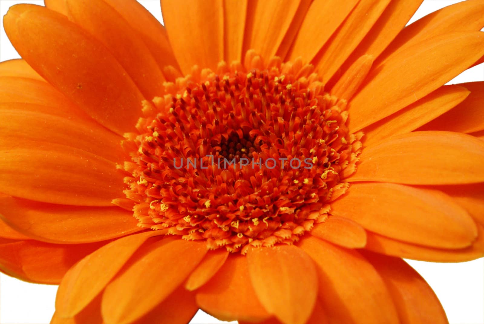 A closeup shot of an isolated gerbera flower in front of a white background.