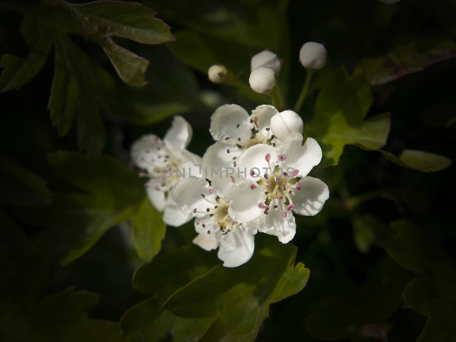 It's May and the May blossom is opening up all over the country adding to the joy of Spring