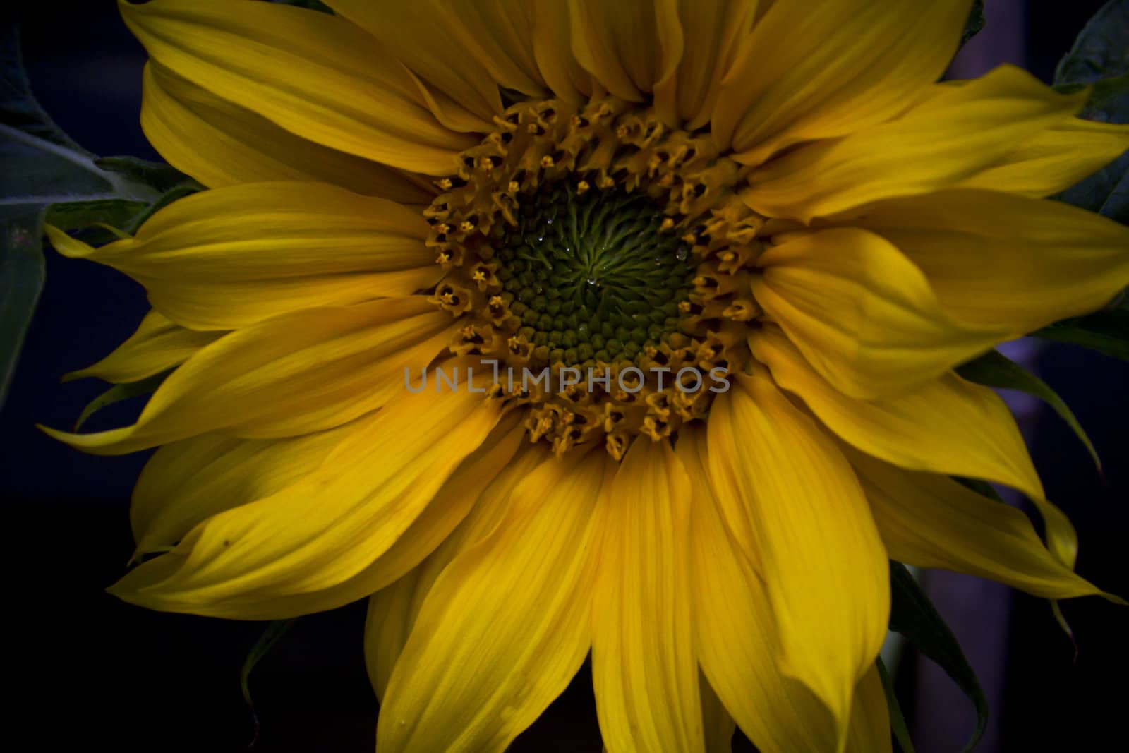 Gorgeous Sunflower by Downart
