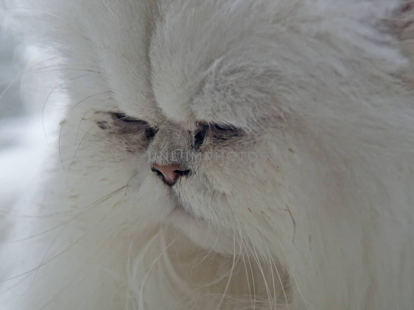 Close up of a gorgeous fluffy white cat with a mean look