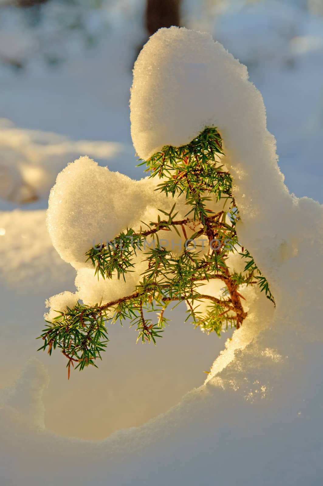 Heavy snow on a small tree