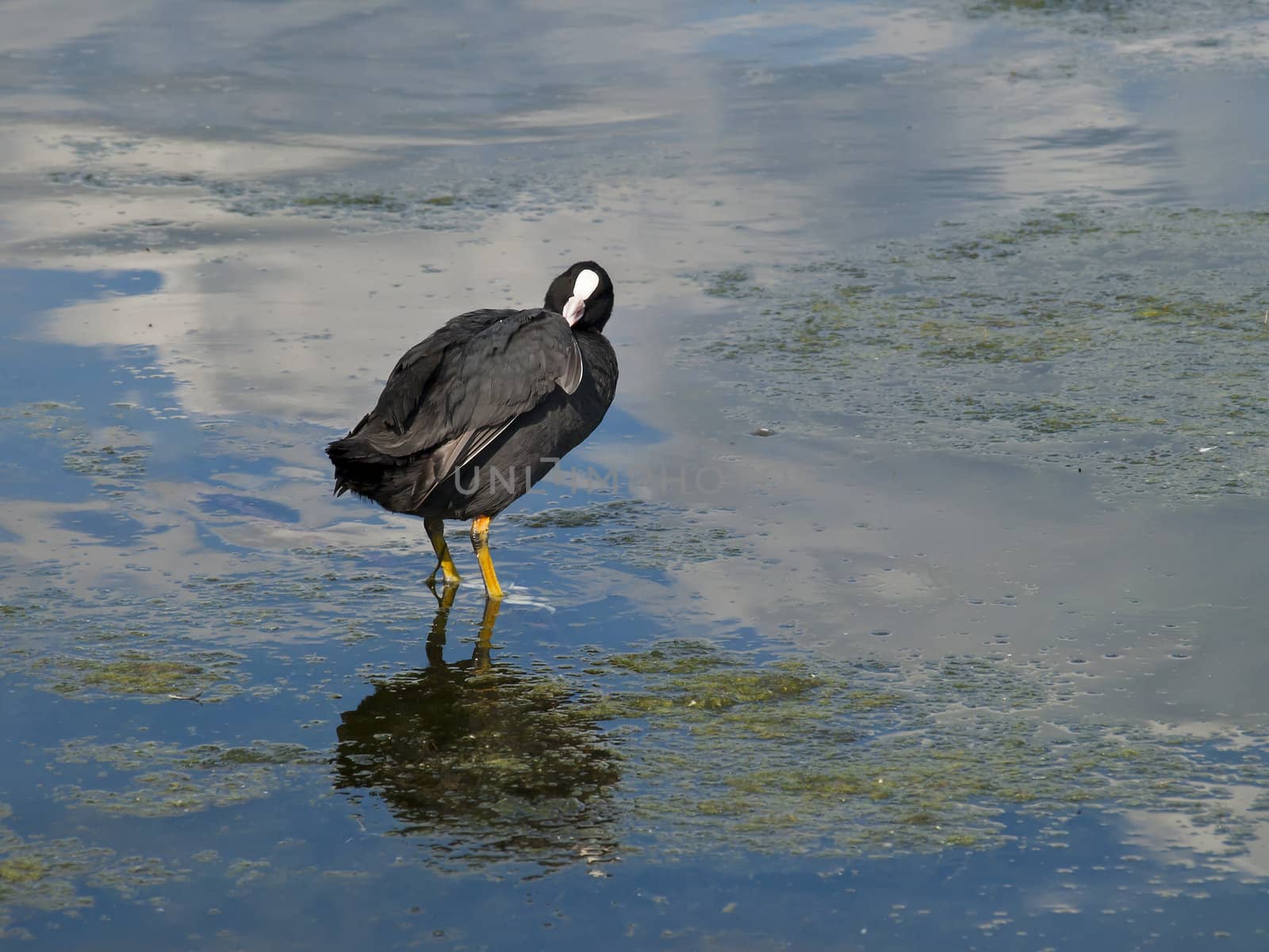 Preening Coot by Downart