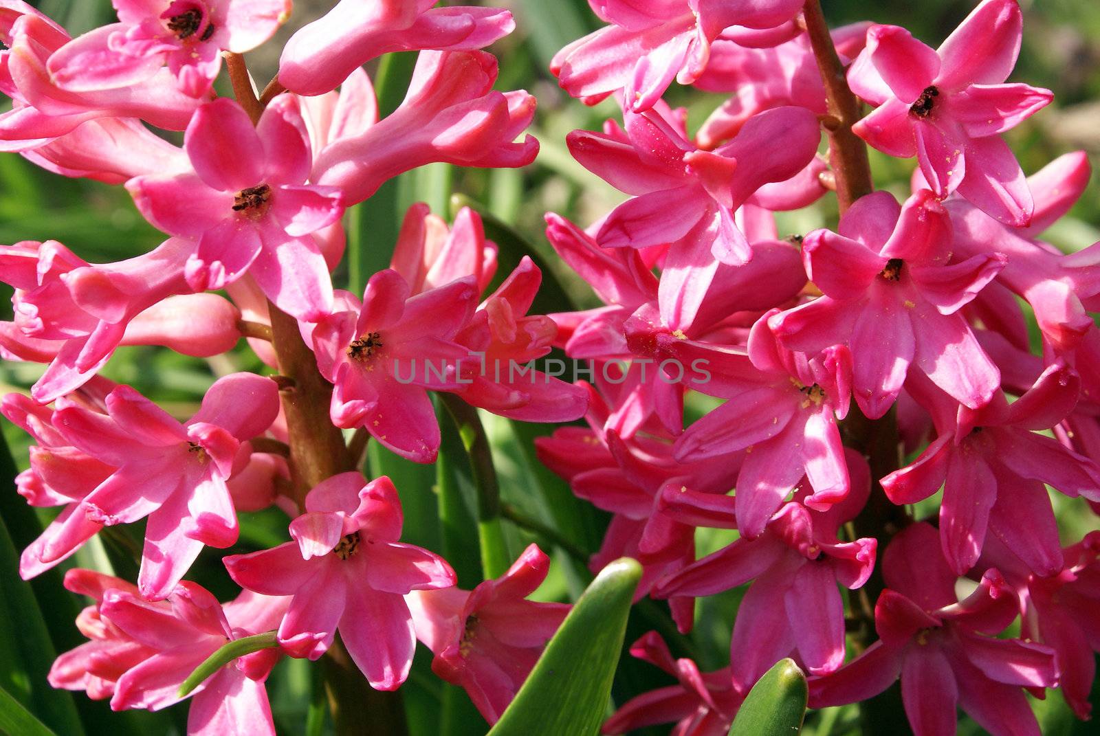 Pink Hyacinth by calexica