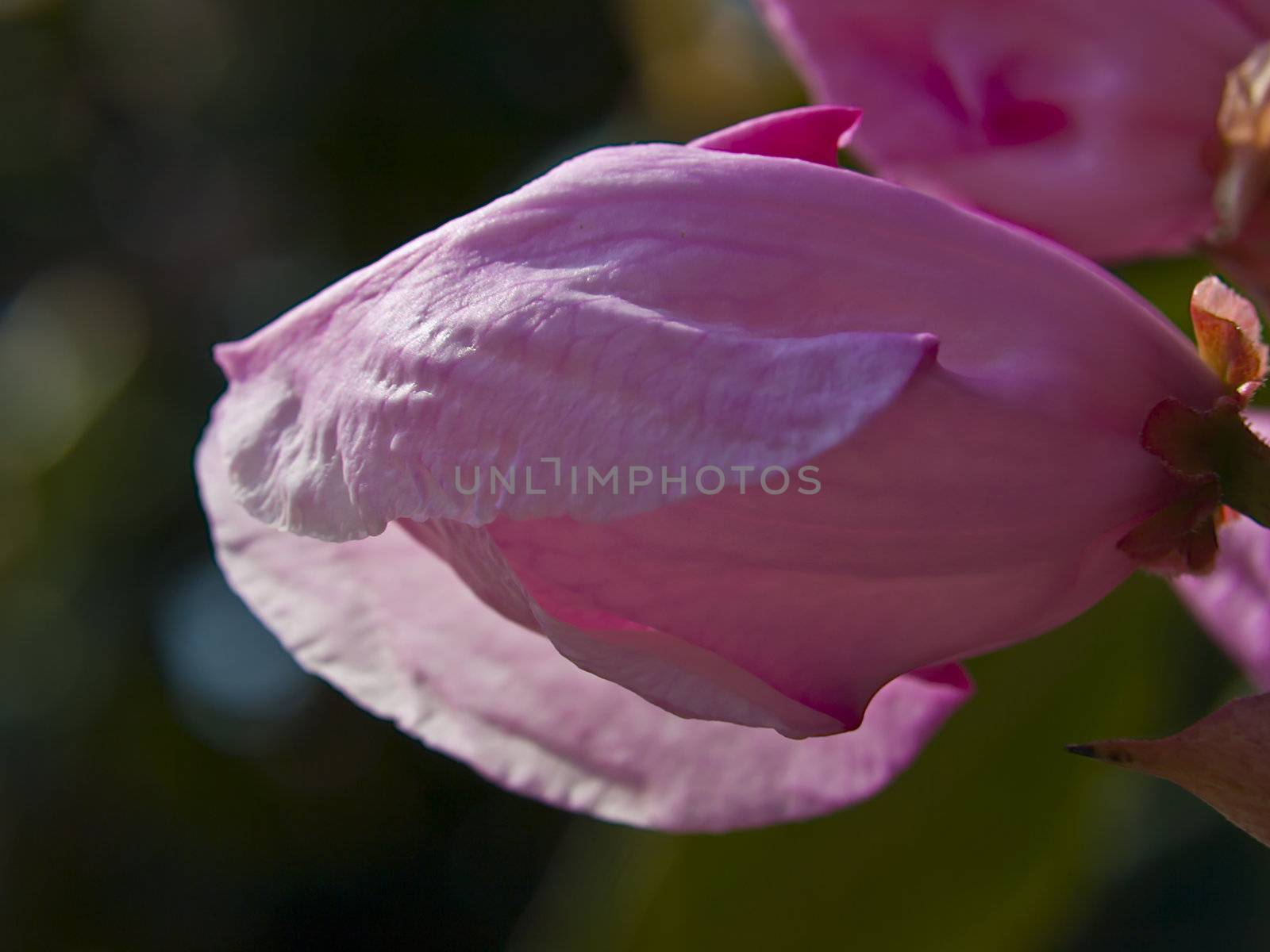 Close up of a pink rhododendron bud about to burst open