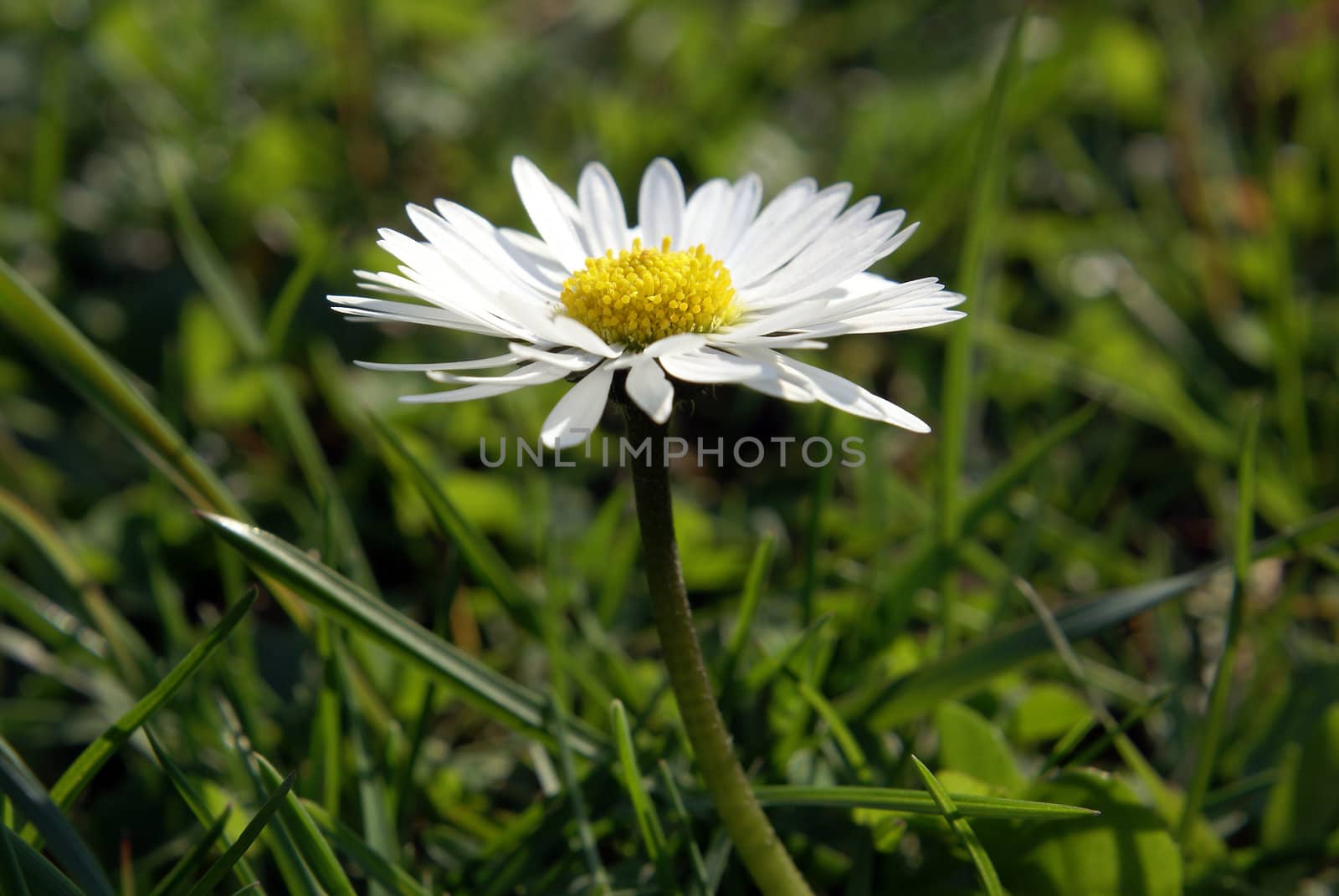 A single daisy flower in the grass.