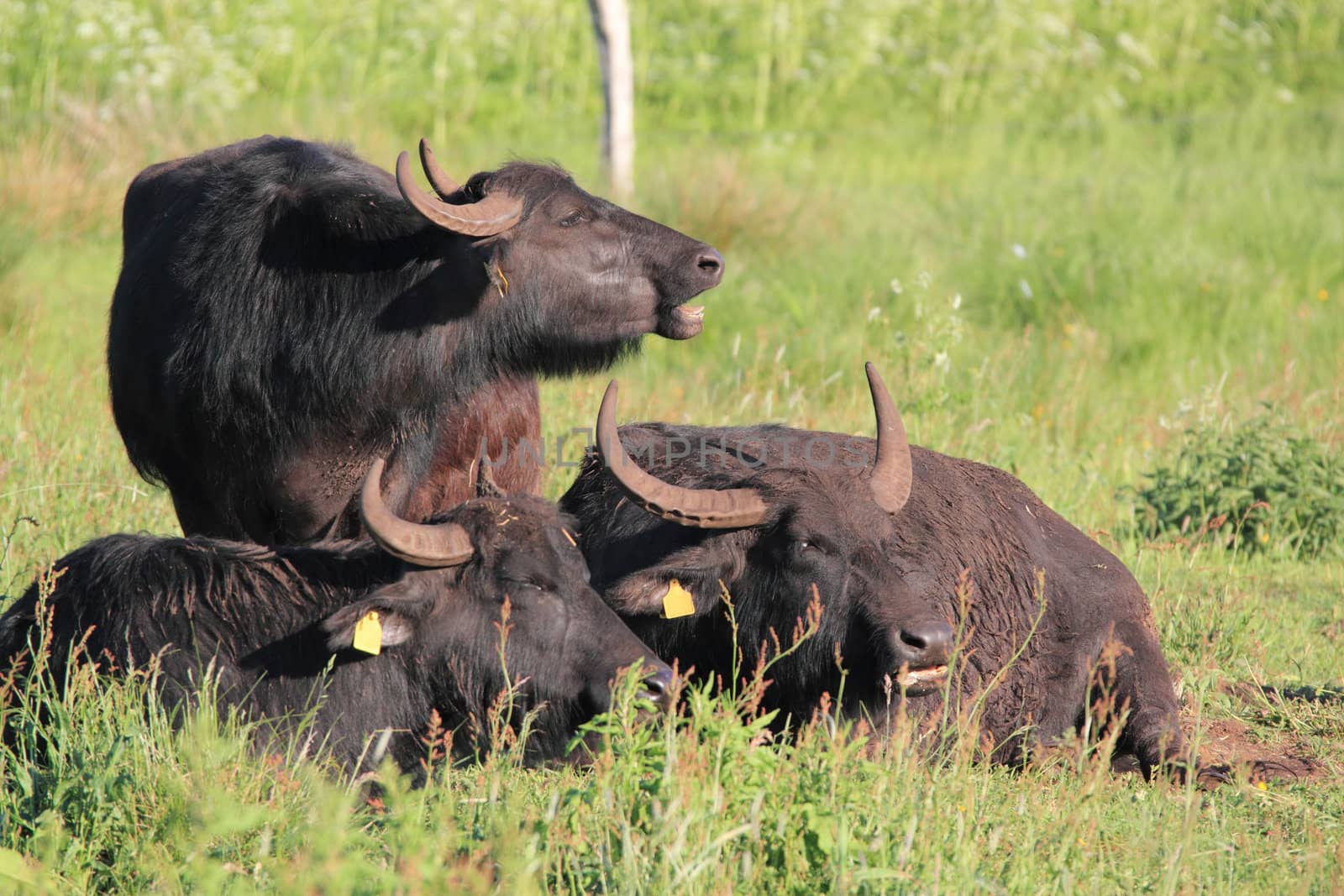 water buffalos in swamp area