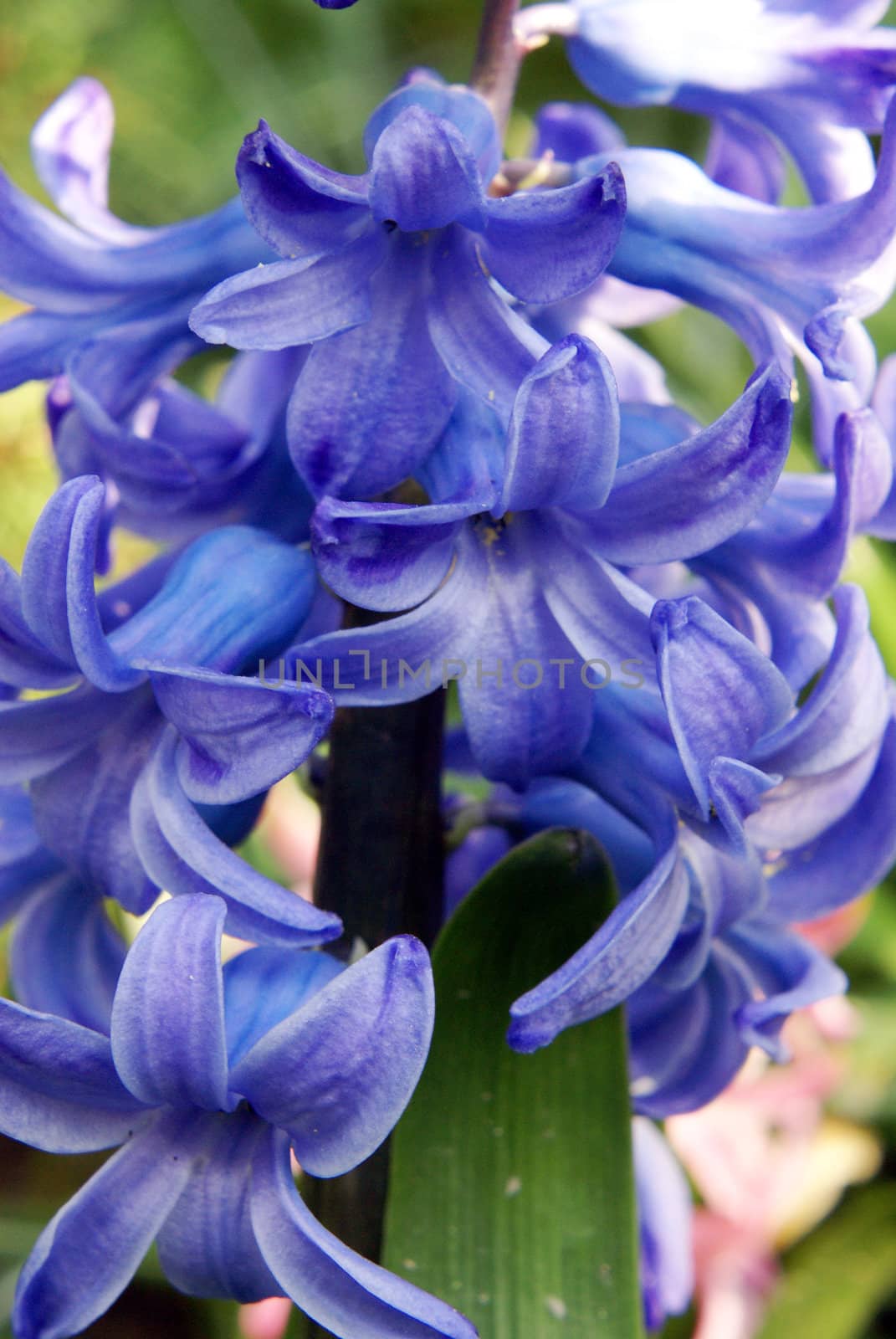 A closeup shot of a blue hyacinth.