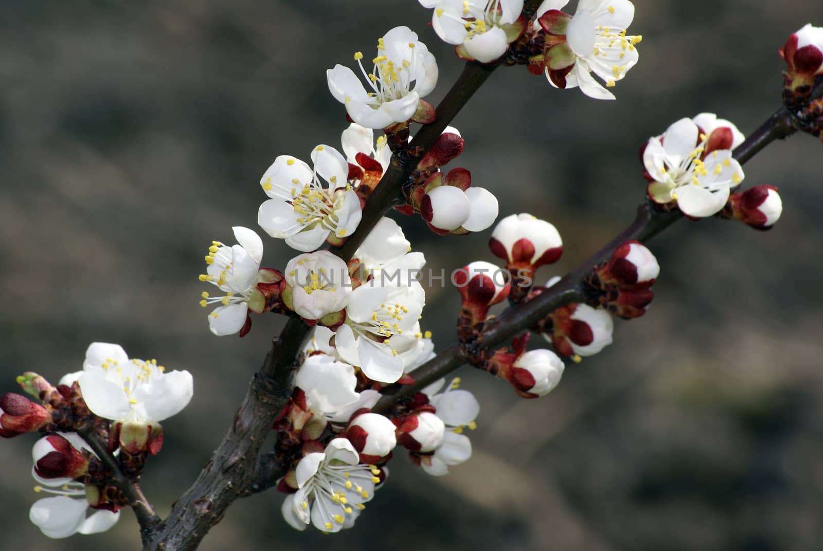 A Closeup shot of lovely apricot blossoms.