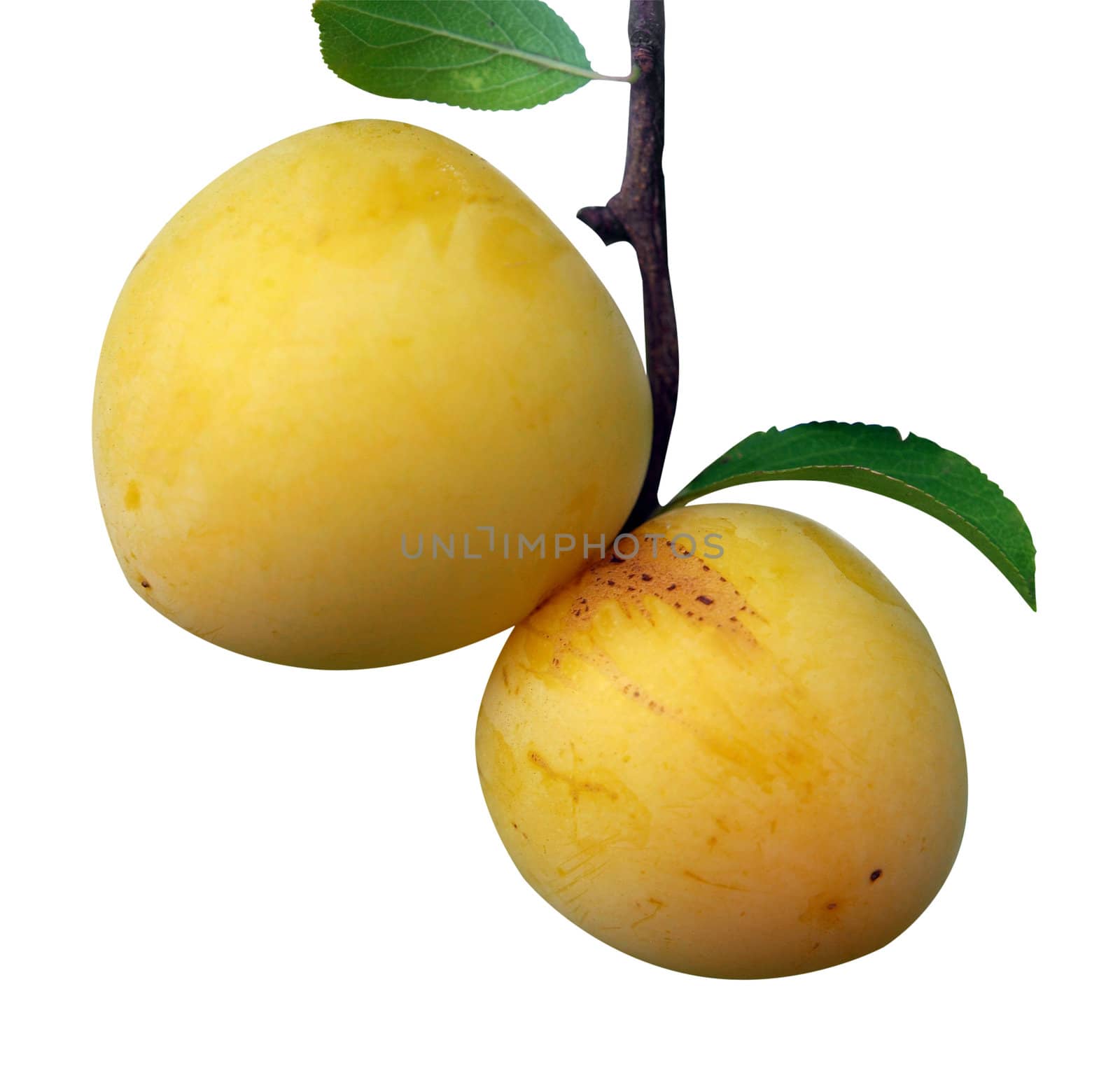 Two Yellow Plums isolated with clipping path       