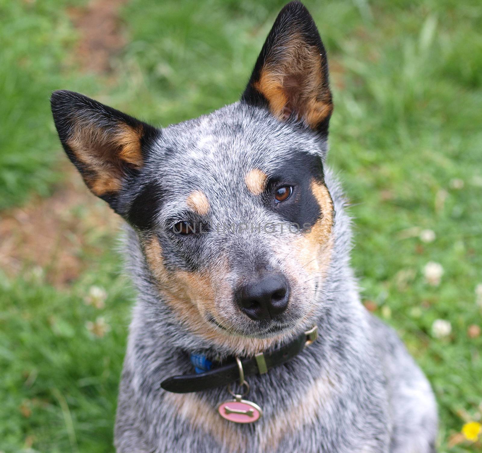 Australian Cattle Dog with Black Eye Patch        