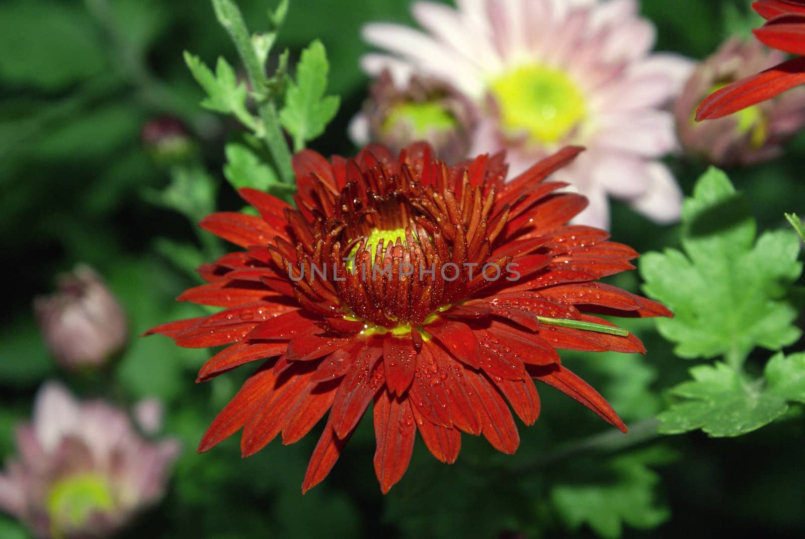 Closeup shot of a red chrysanthemum covered with water drops.