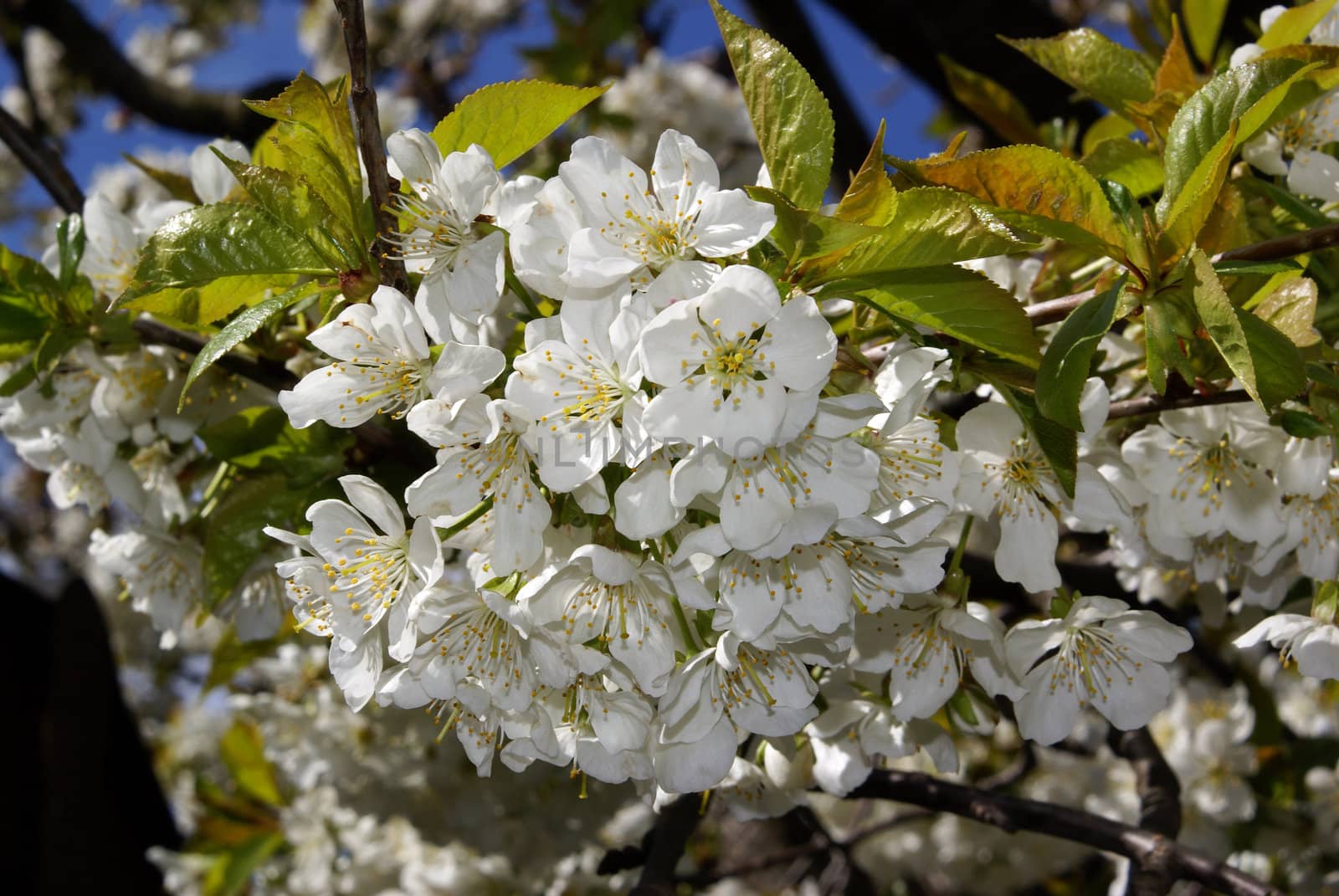 Closeup shot of white cherry blossoms in spring.
