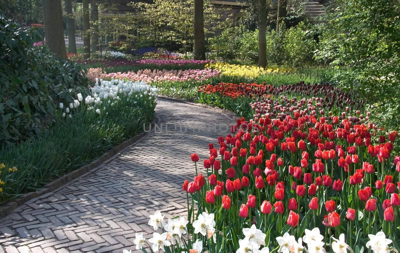Path in park between colorful tulips on early morning in spring