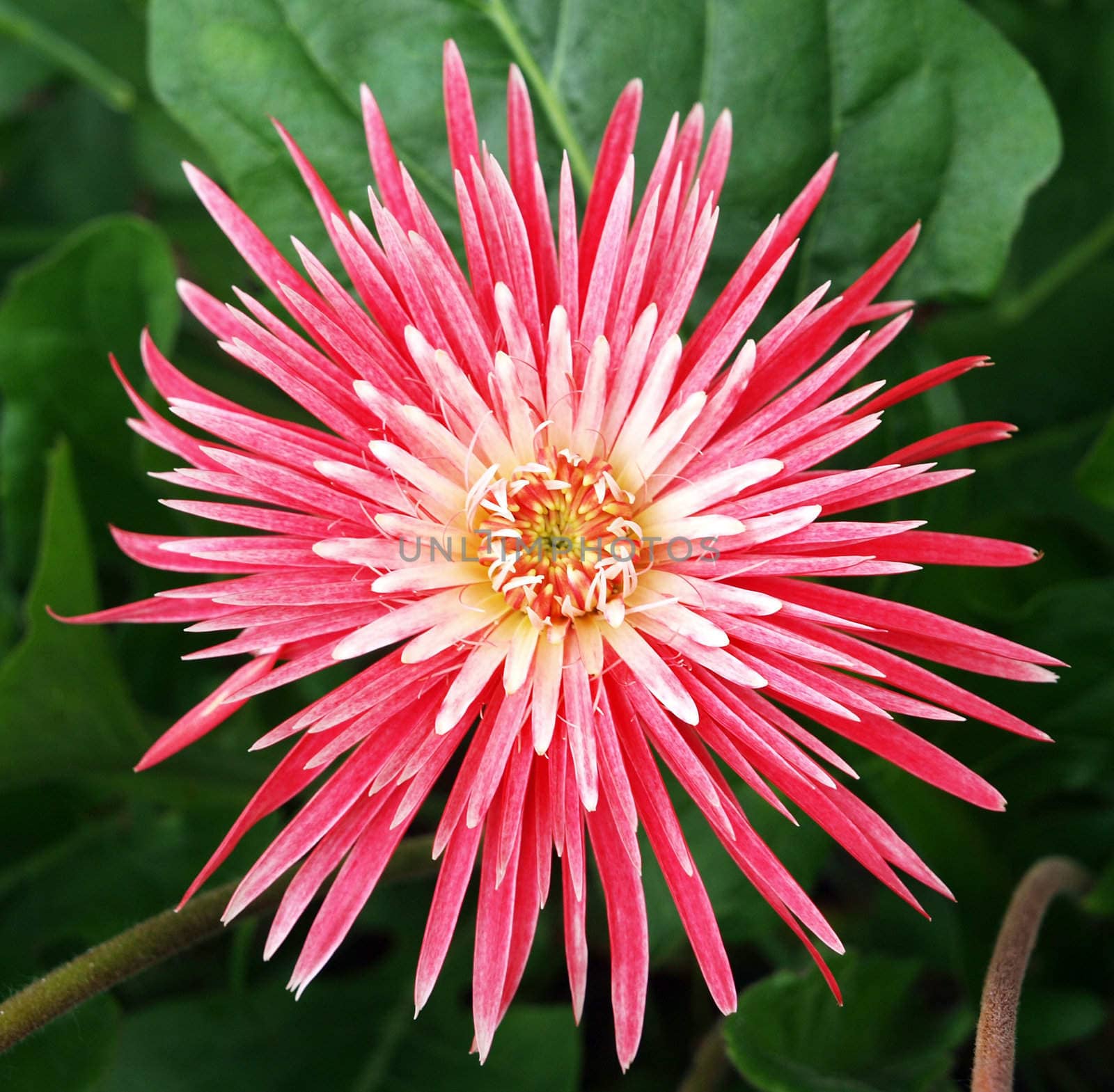 Pink Gerbera by MargoJH