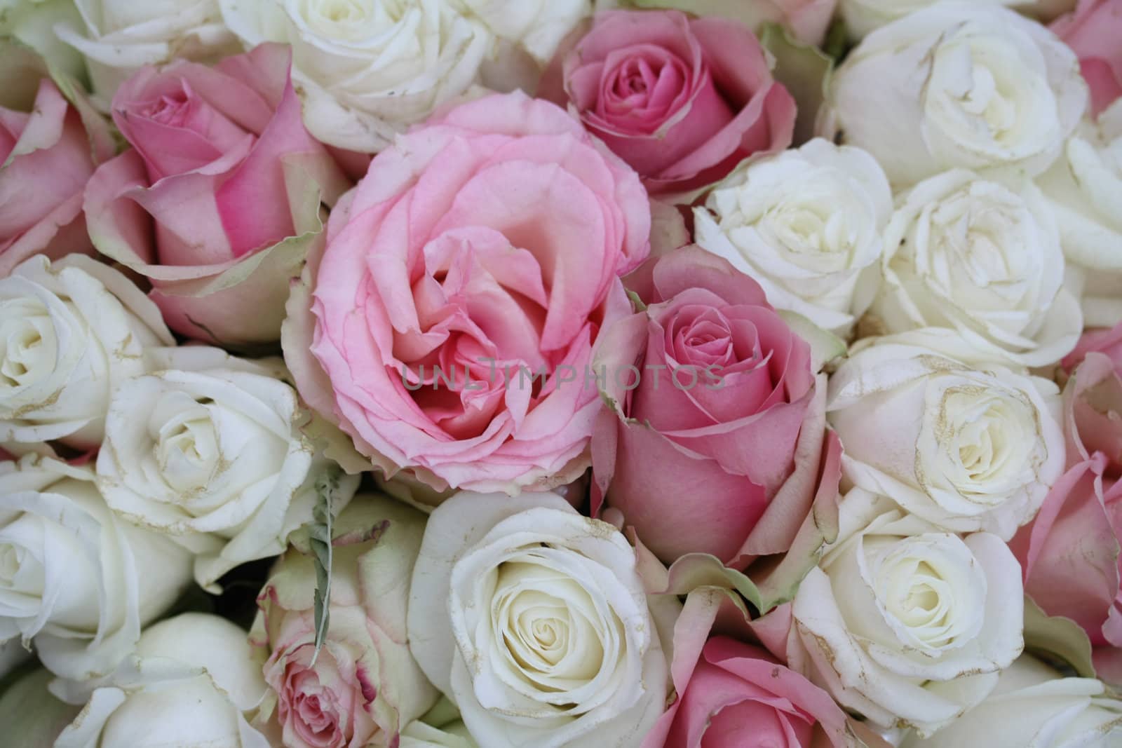 White and pink roses in an elegant bridal bouquet