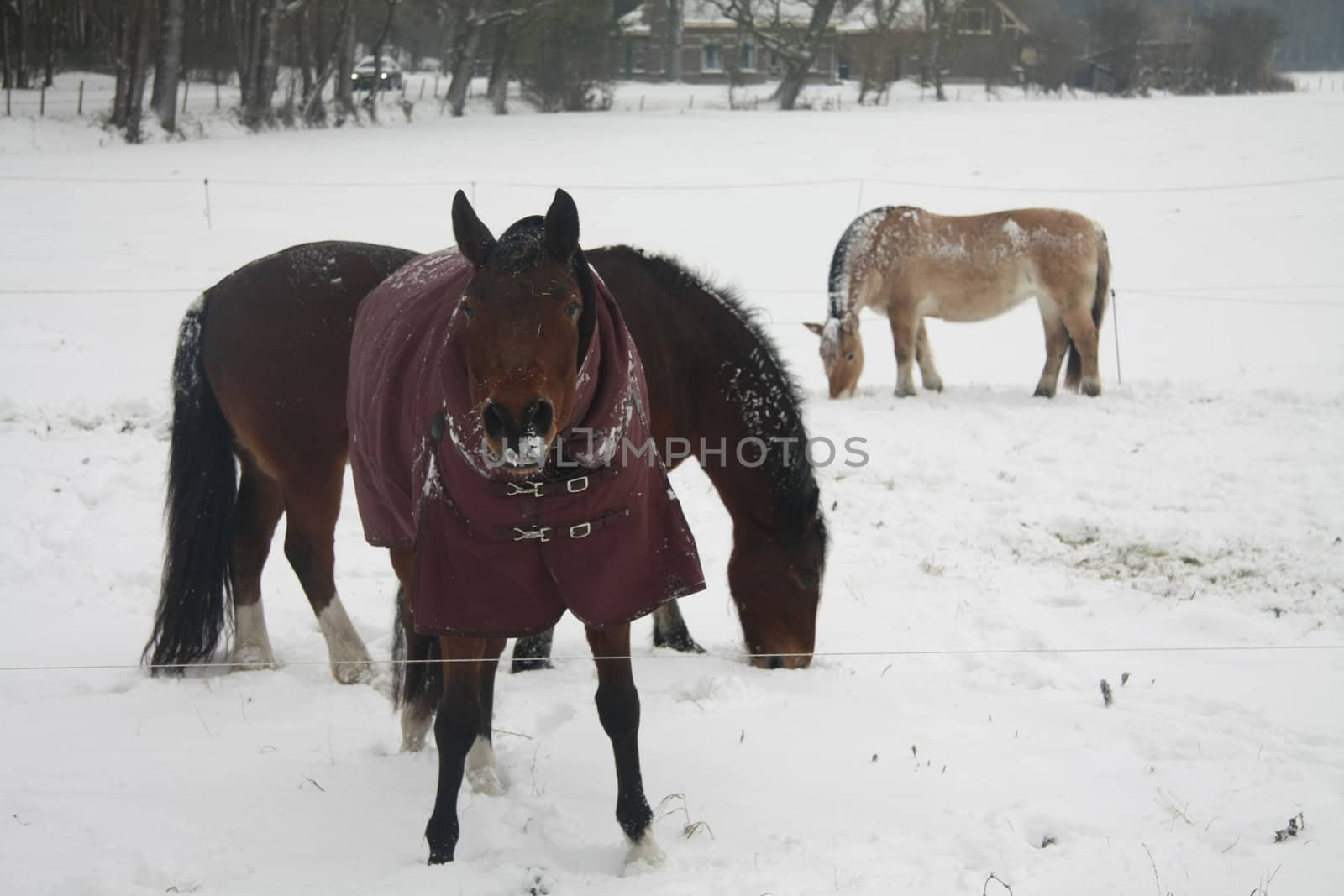 A group of horses in a snowy measow