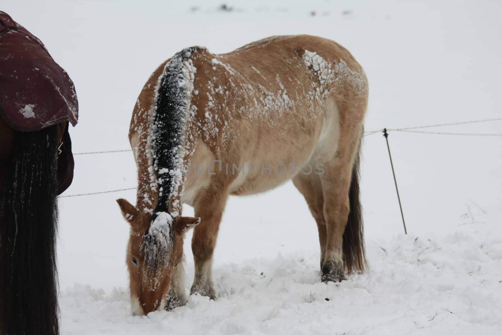 A light brown horse in a snowy meadow