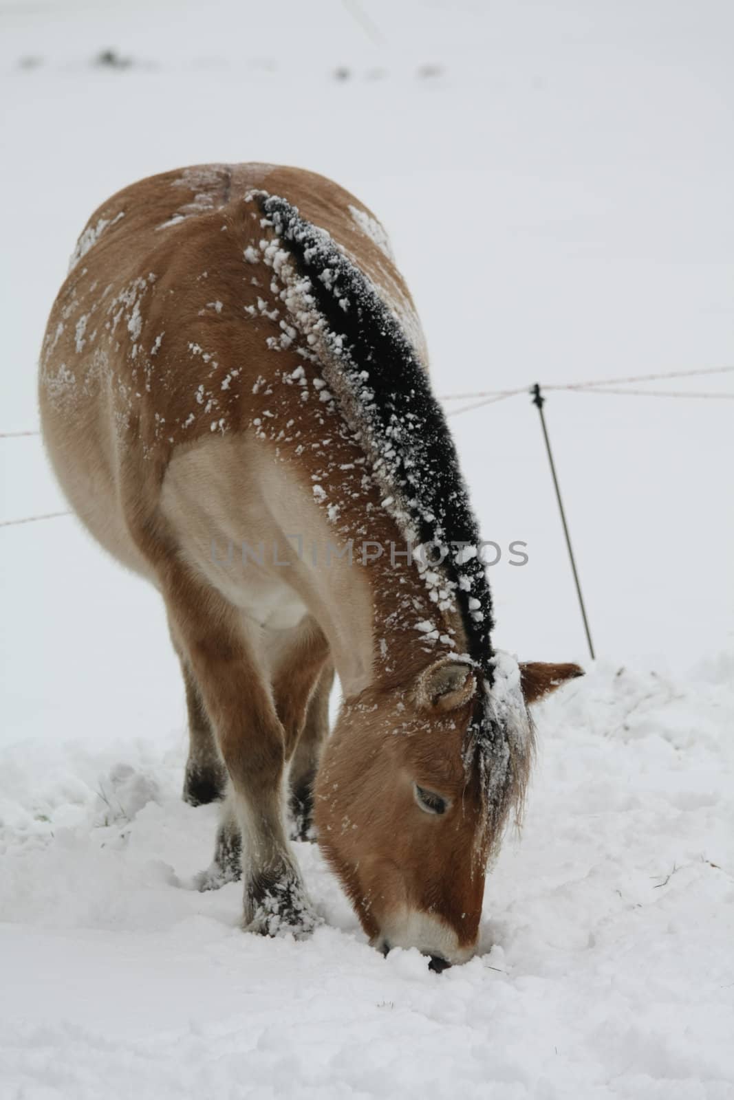 A light brown horse in a snowy meadow, eating snow