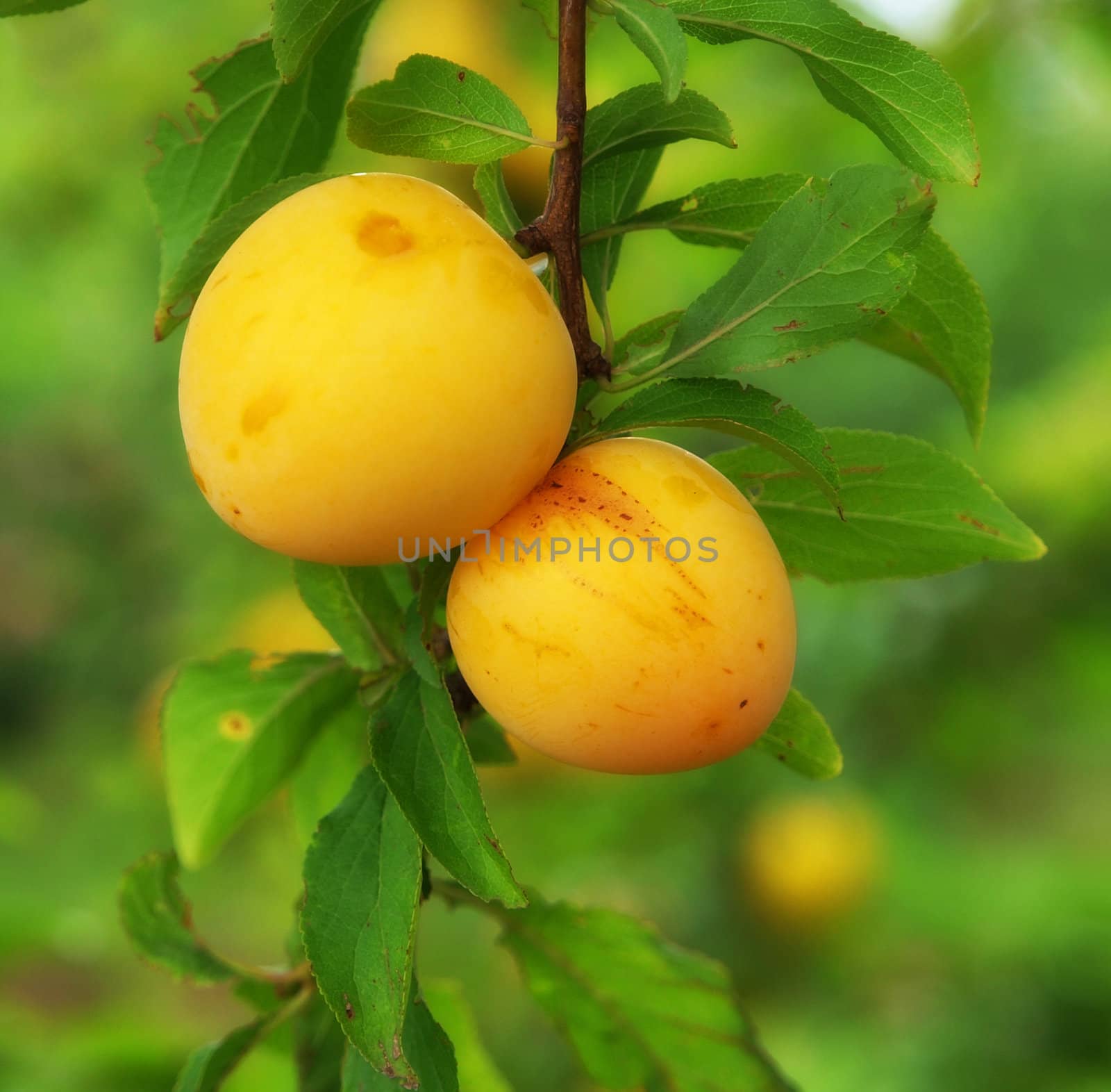 Delicious Spring Plums still on the tree        