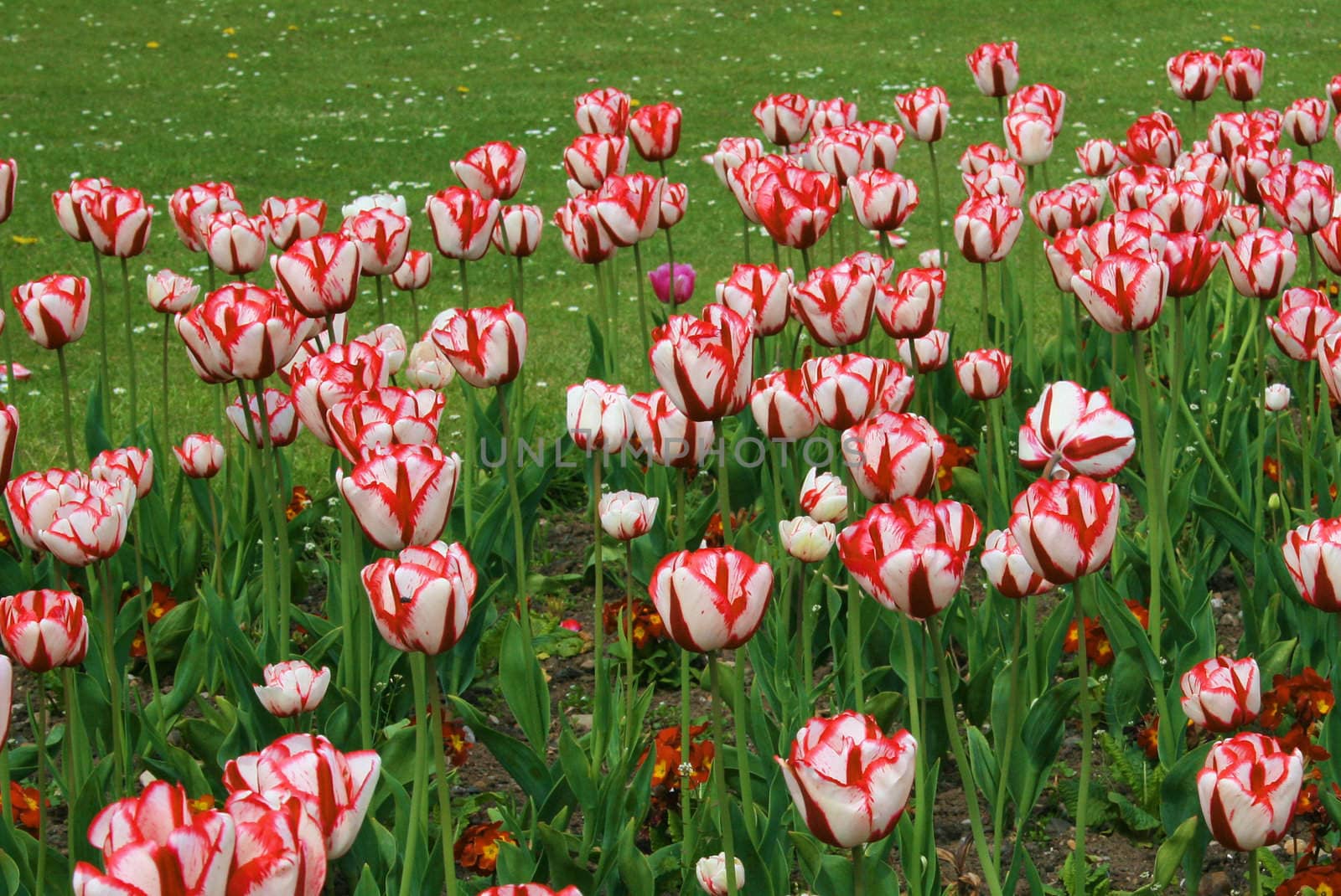 flower bed of red and white striped tulips