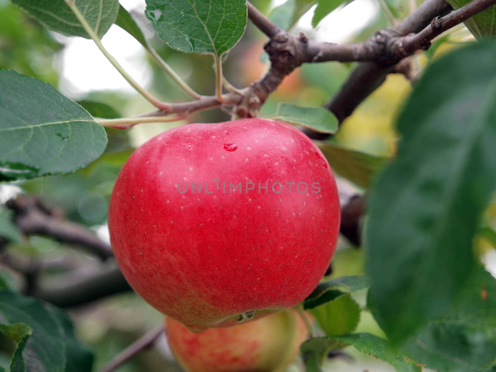 Ripe Red Apple hanging on the Tree      