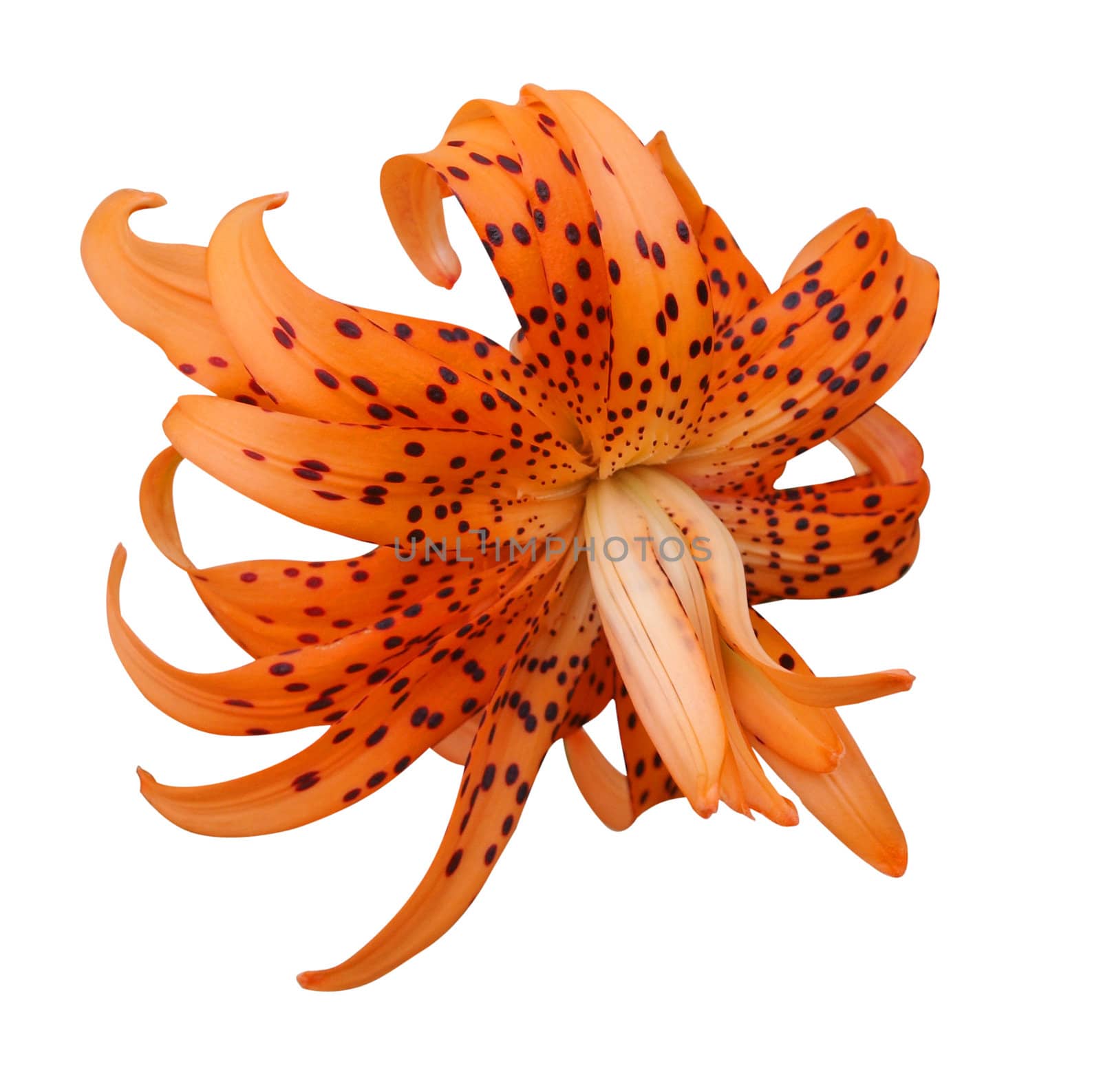 Orange Tiger Lily isolated with clipping path           