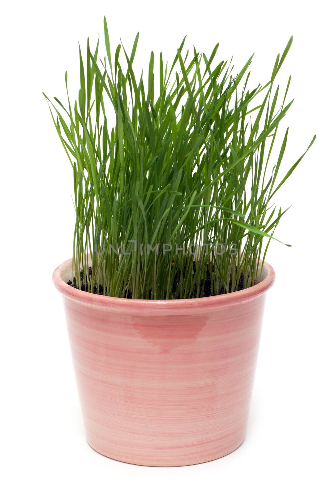 Ceramic pot with green herb insulated on white background
