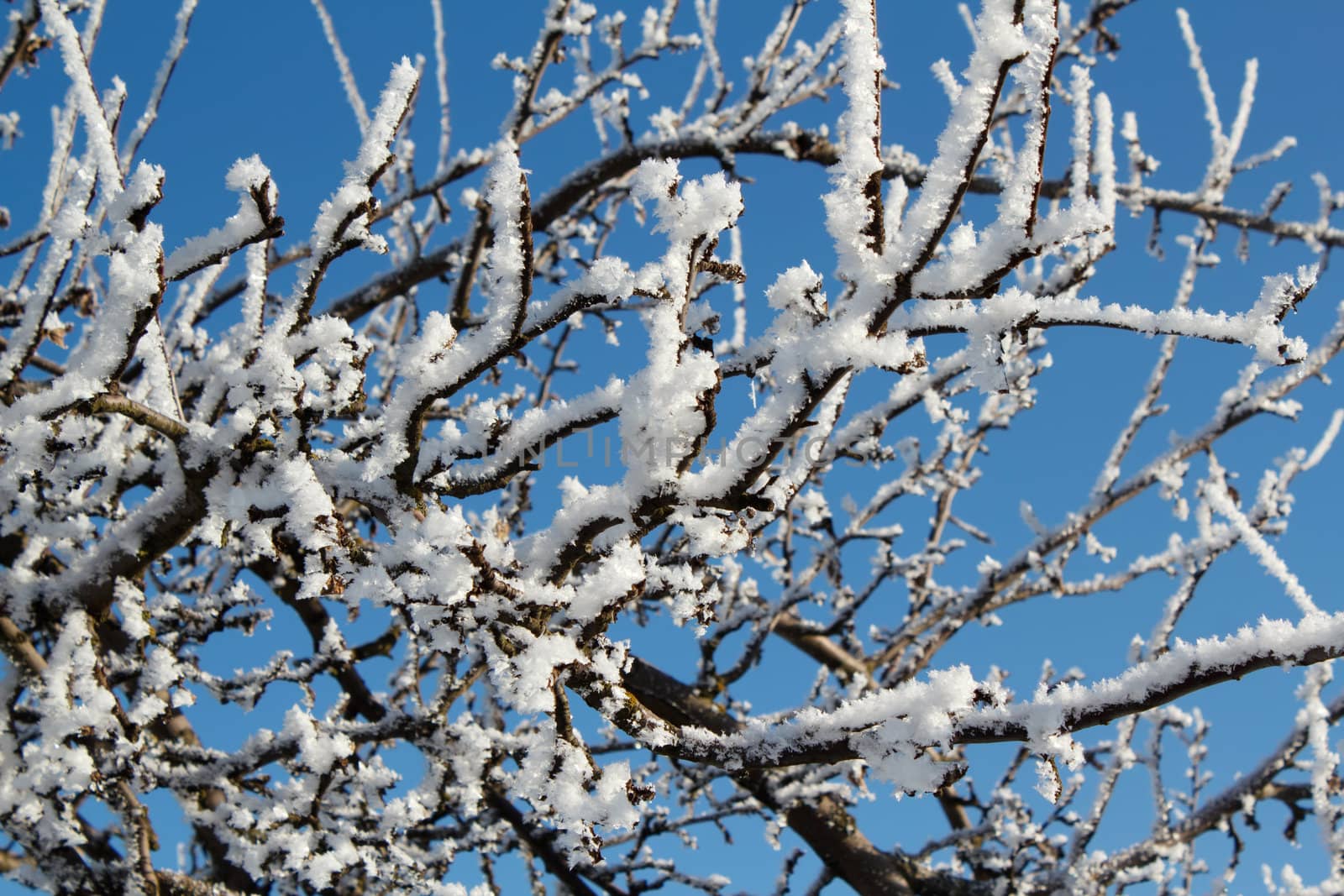 winter snow branches of tree on a blue sky by artush