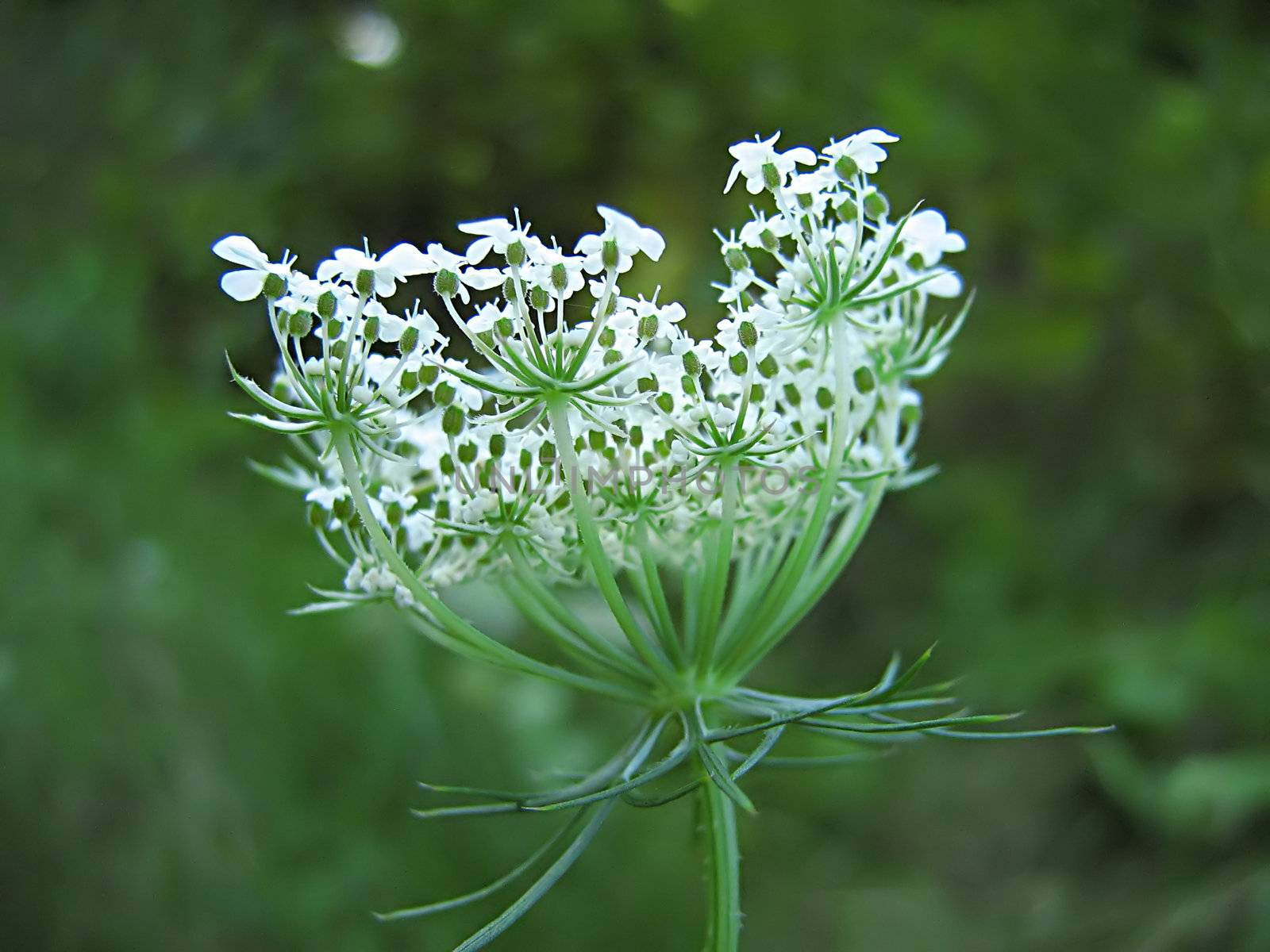 A photograph of a white flower in a field.