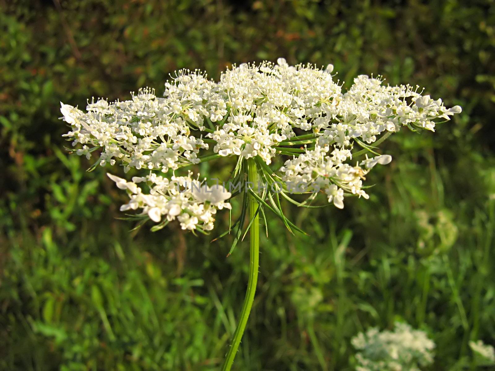 A photograph of a white flower in a field.